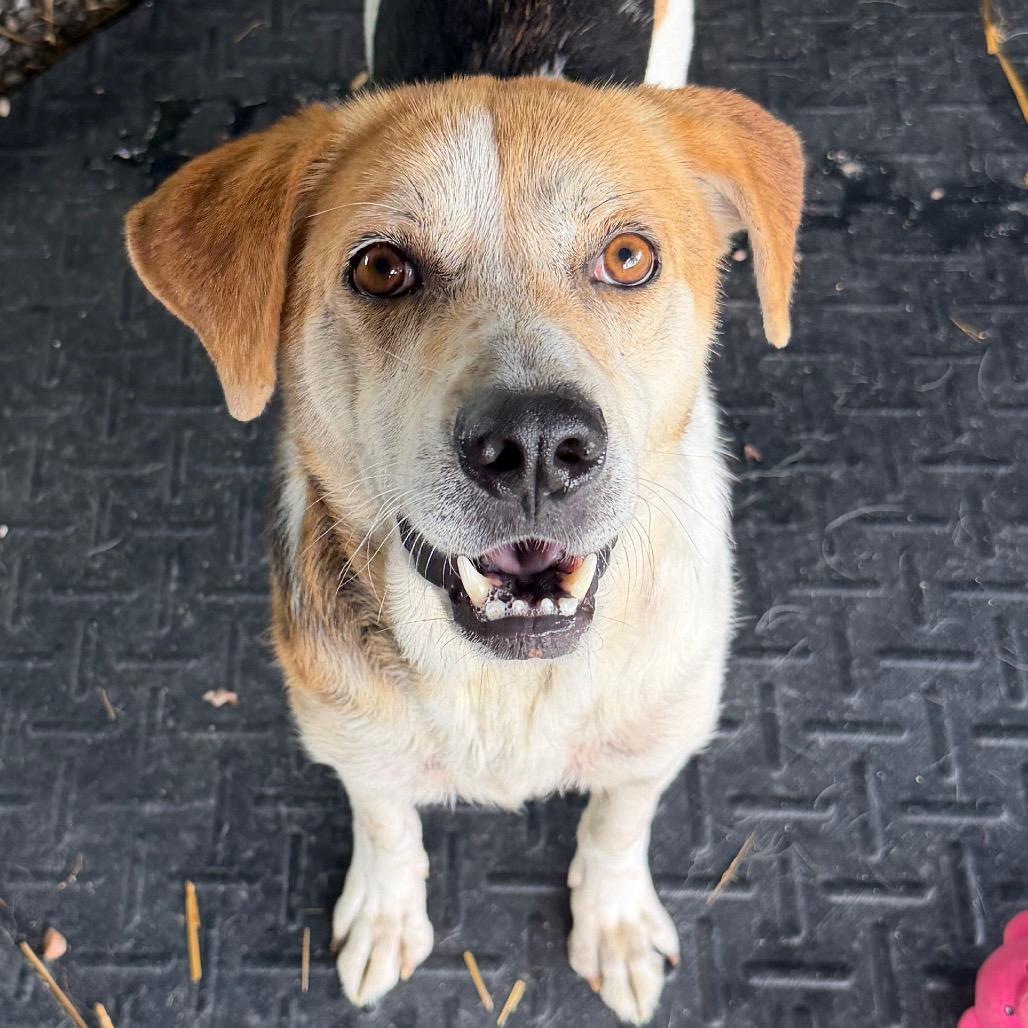Enlarge Bear, a Adoptable Mixed Breed in Waynesville, NC image 3/6