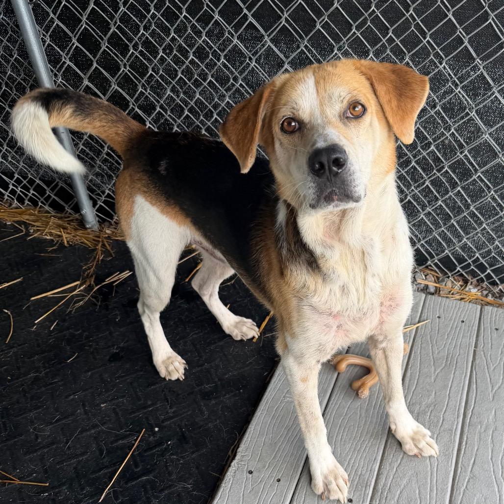 Enlarge Bear, a Adoptable Mixed Breed in Waynesville, NC image 4/6