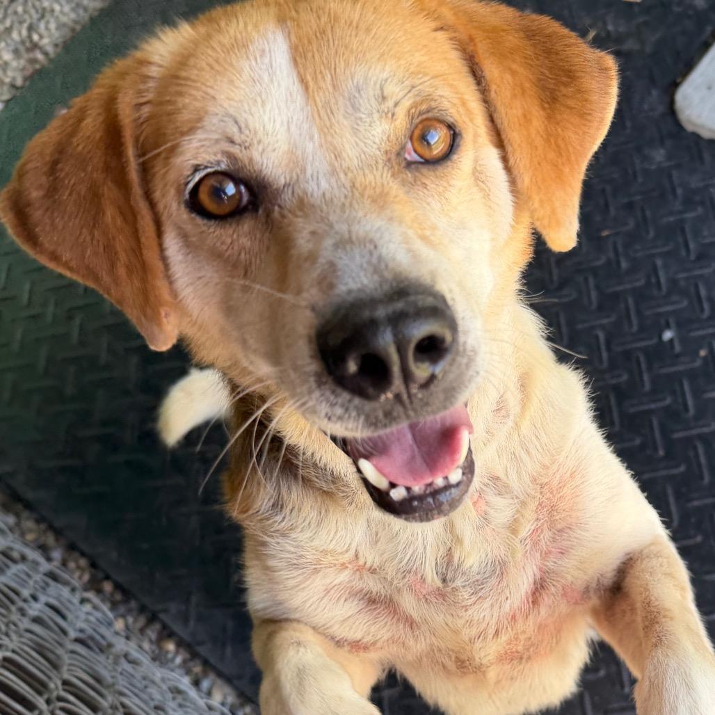 Enlarge Bear, a Adoptable Mixed Breed in Waynesville, NC image 5/6