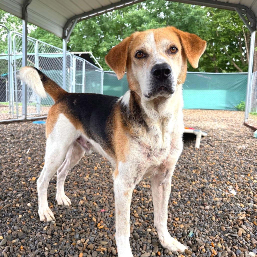 Enlarge Bear, a Adoptable Mixed Breed in Waynesville, NC image 6/6