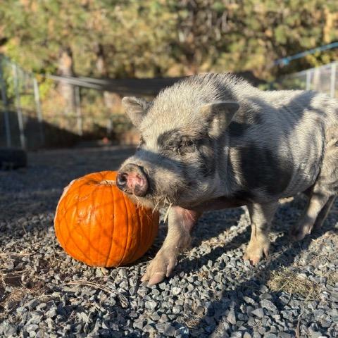 Enlarge NINO, a Adoptable mixed breed in Point Richmond, CA image 6/6
