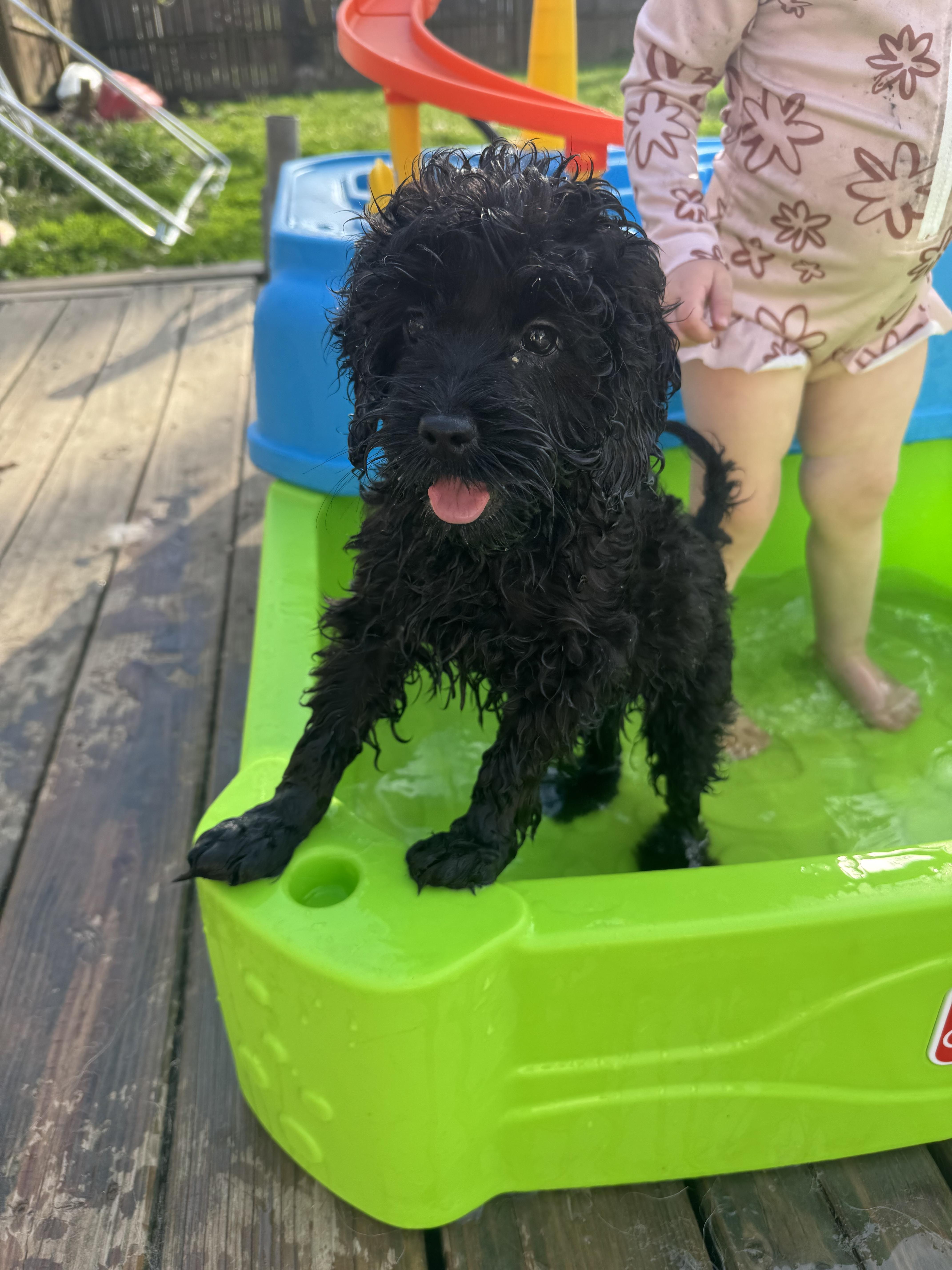 Starling, a Adopted Cockapoo in Richmond, KY image 1/6
