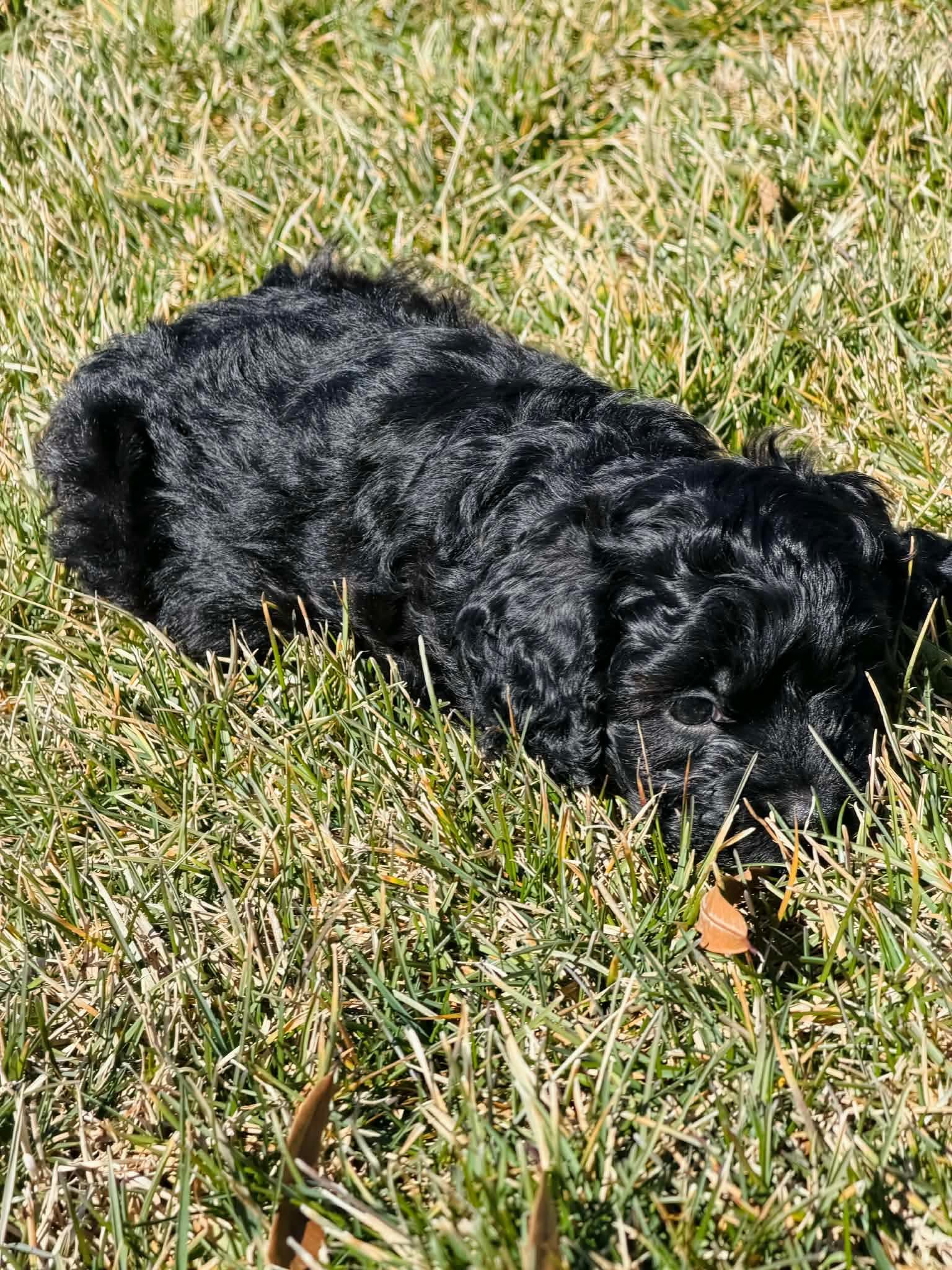 Starling, a Adopted Cockapoo in Richmond, KY image 2/6