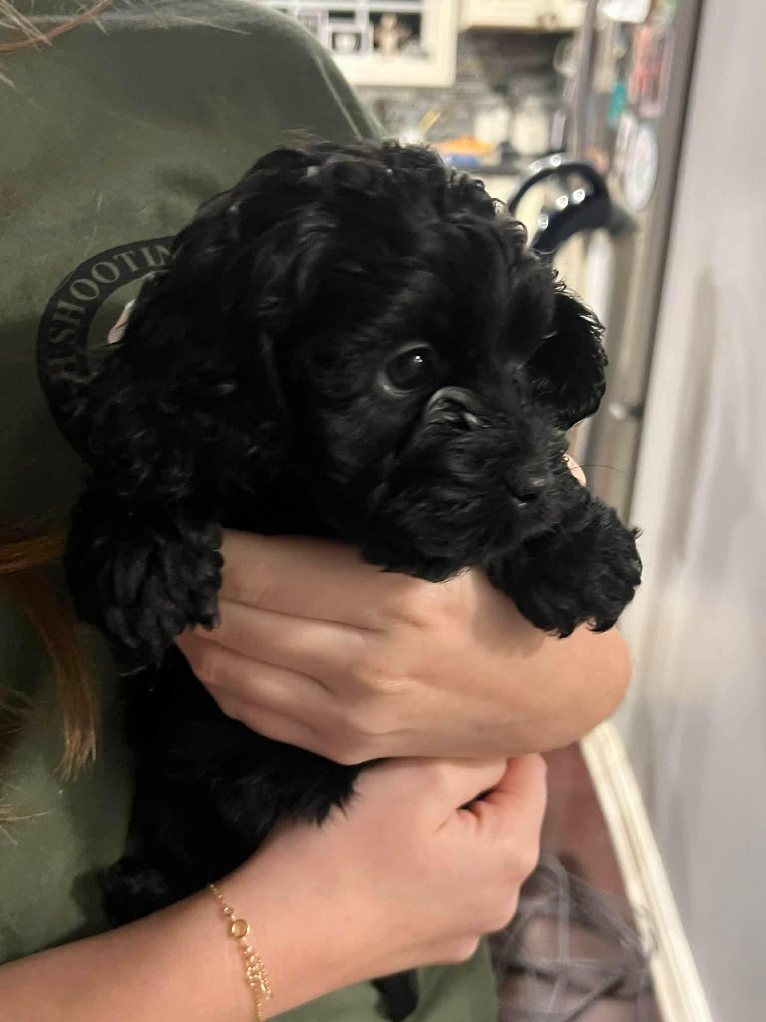 Starling, a Adopted Cockapoo in Richmond, KY image 3/6