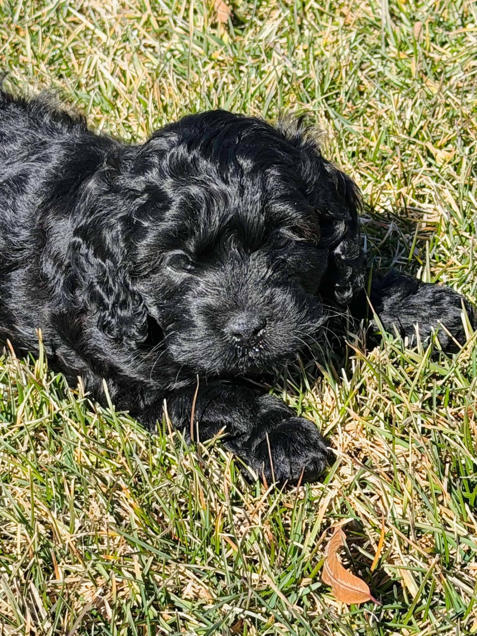 Starling, a Adopted Cockapoo in Richmond, KY image 4/6
