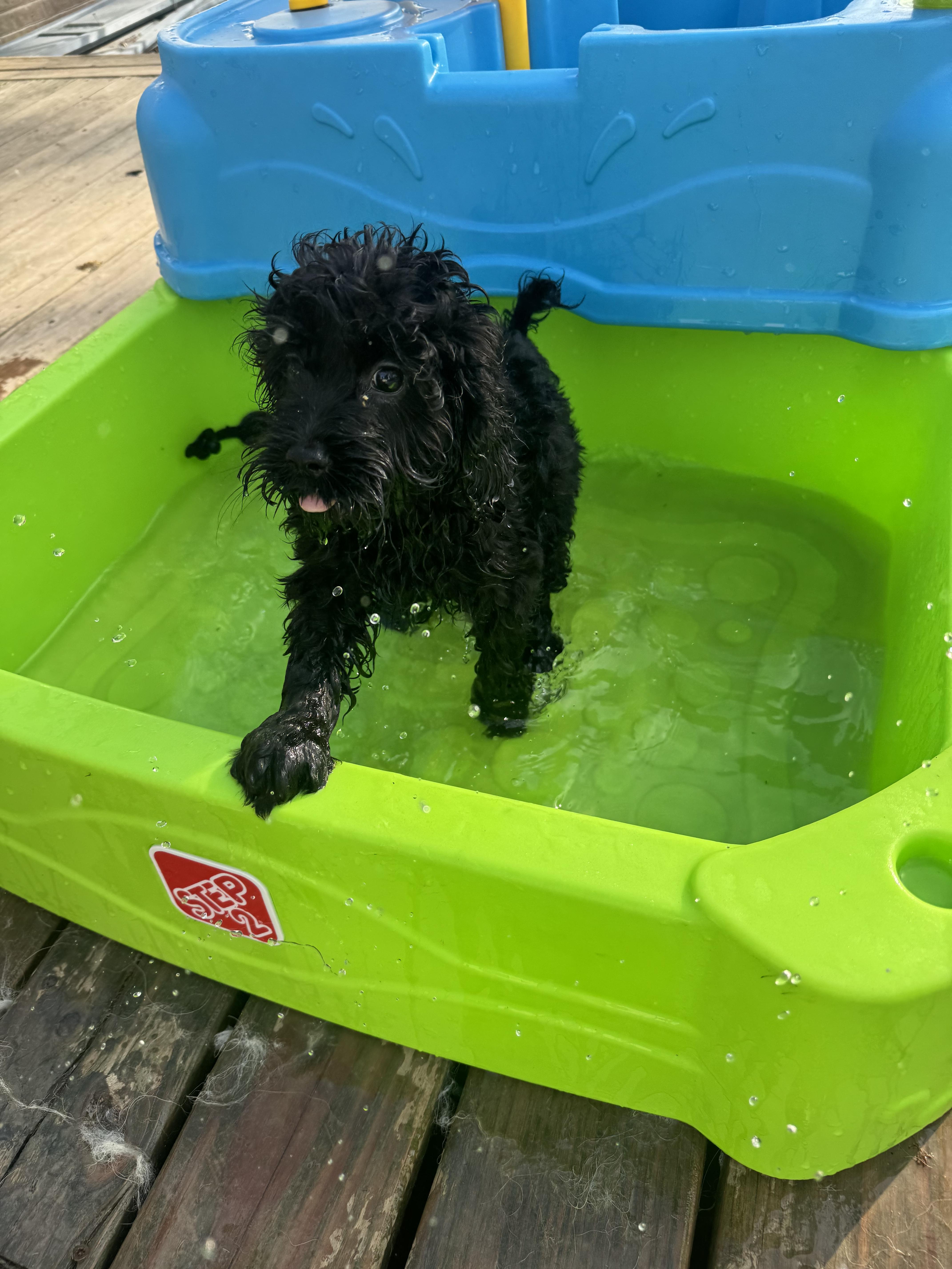 Starling, a Adopted Cockapoo in Richmond, KY image 5/6