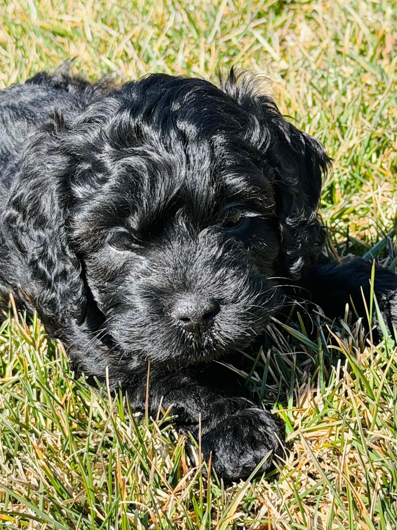 Starling, a Adopted Cockapoo in Richmond, KY image 6/6