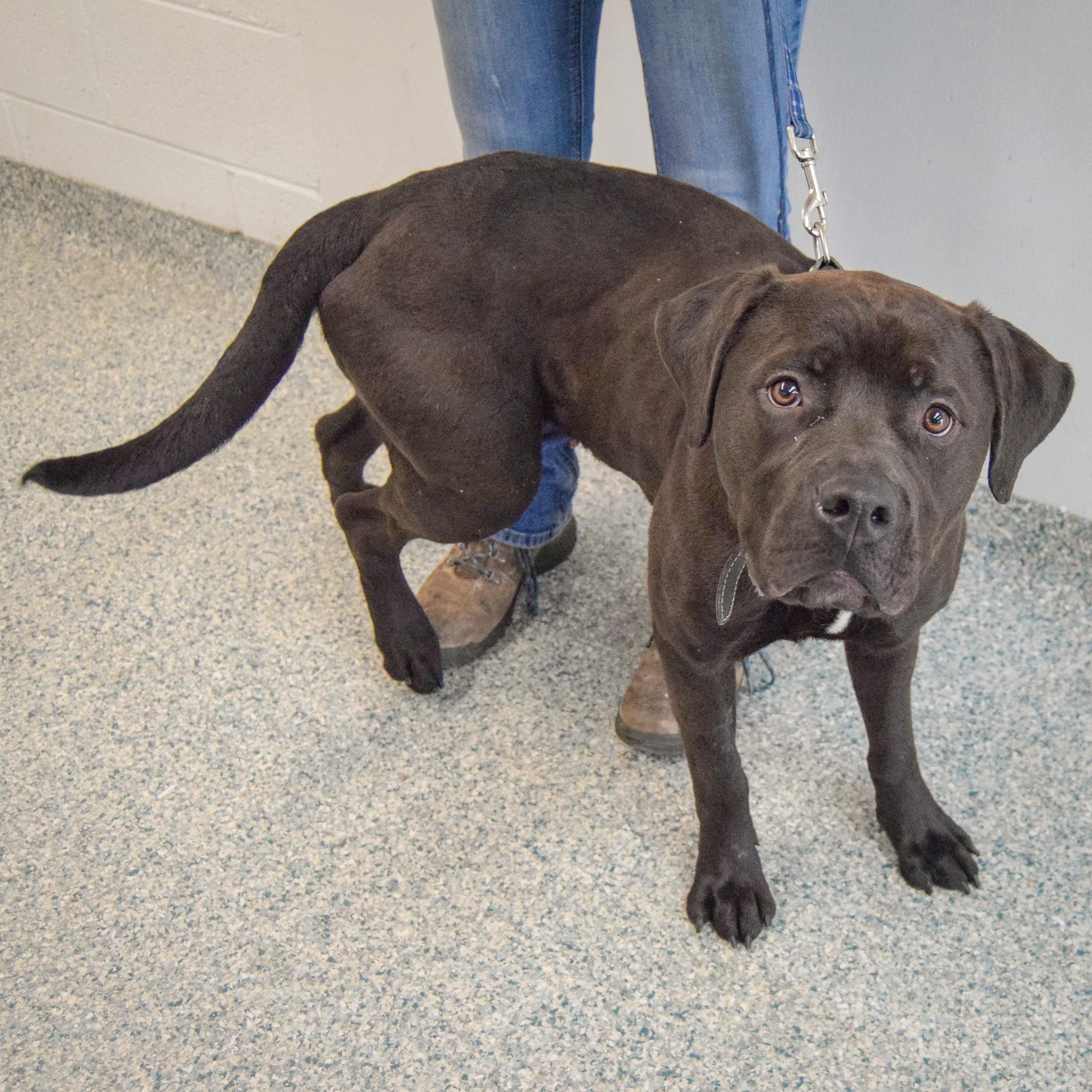 Enlarge Zola, an adopted mixed breed in Huntley, IL image 4/5