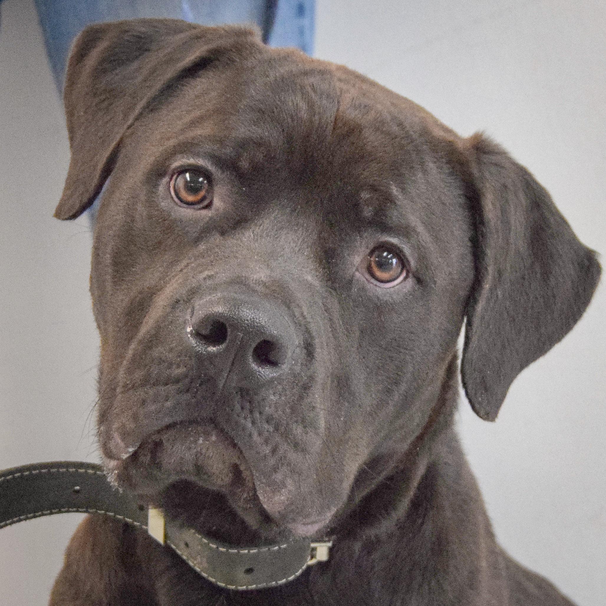 Zola, adopted, Young Female Mastiff & Labrador Retriever.
