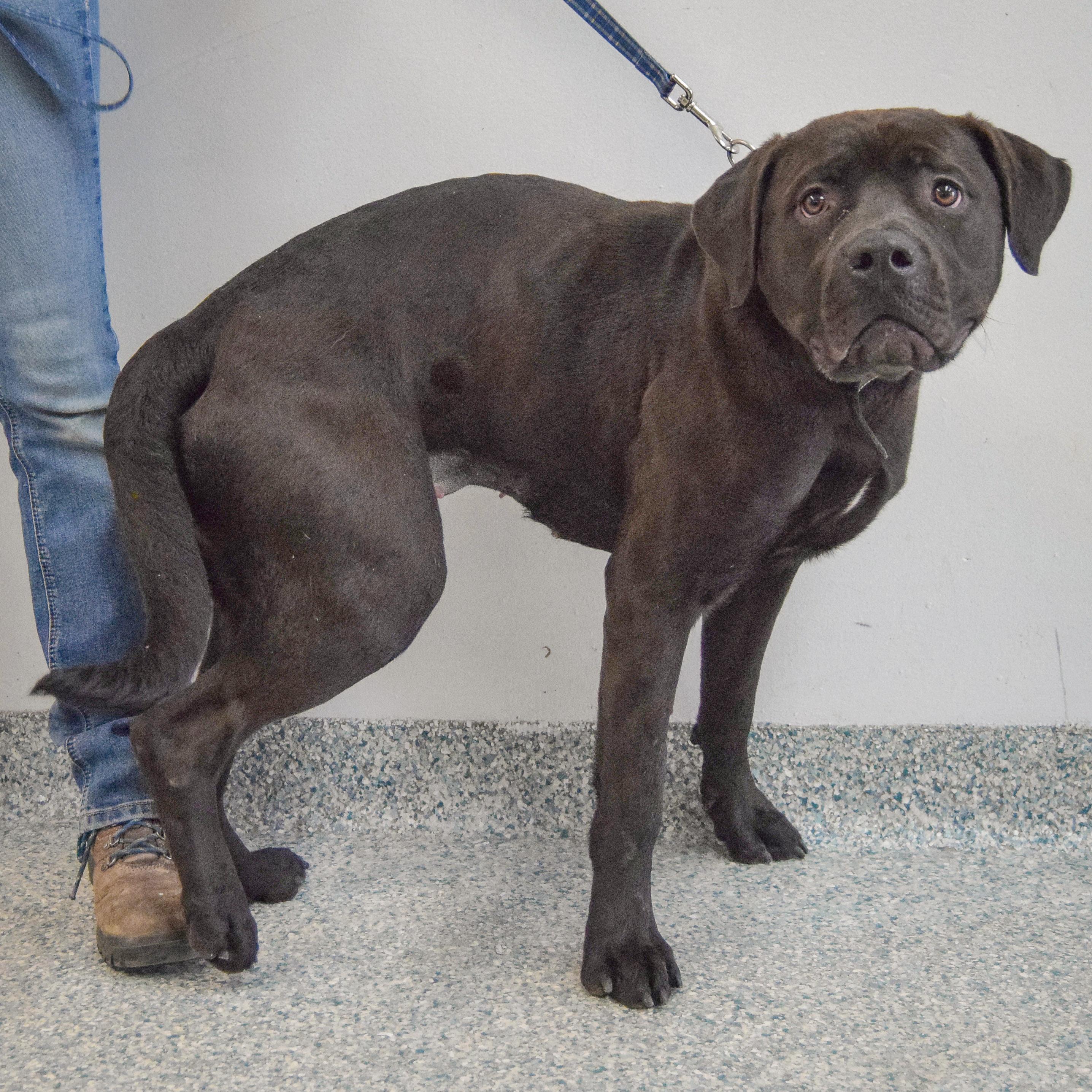 Enlarge Zola, an adopted mixed breed in Huntley, IL image 5/5