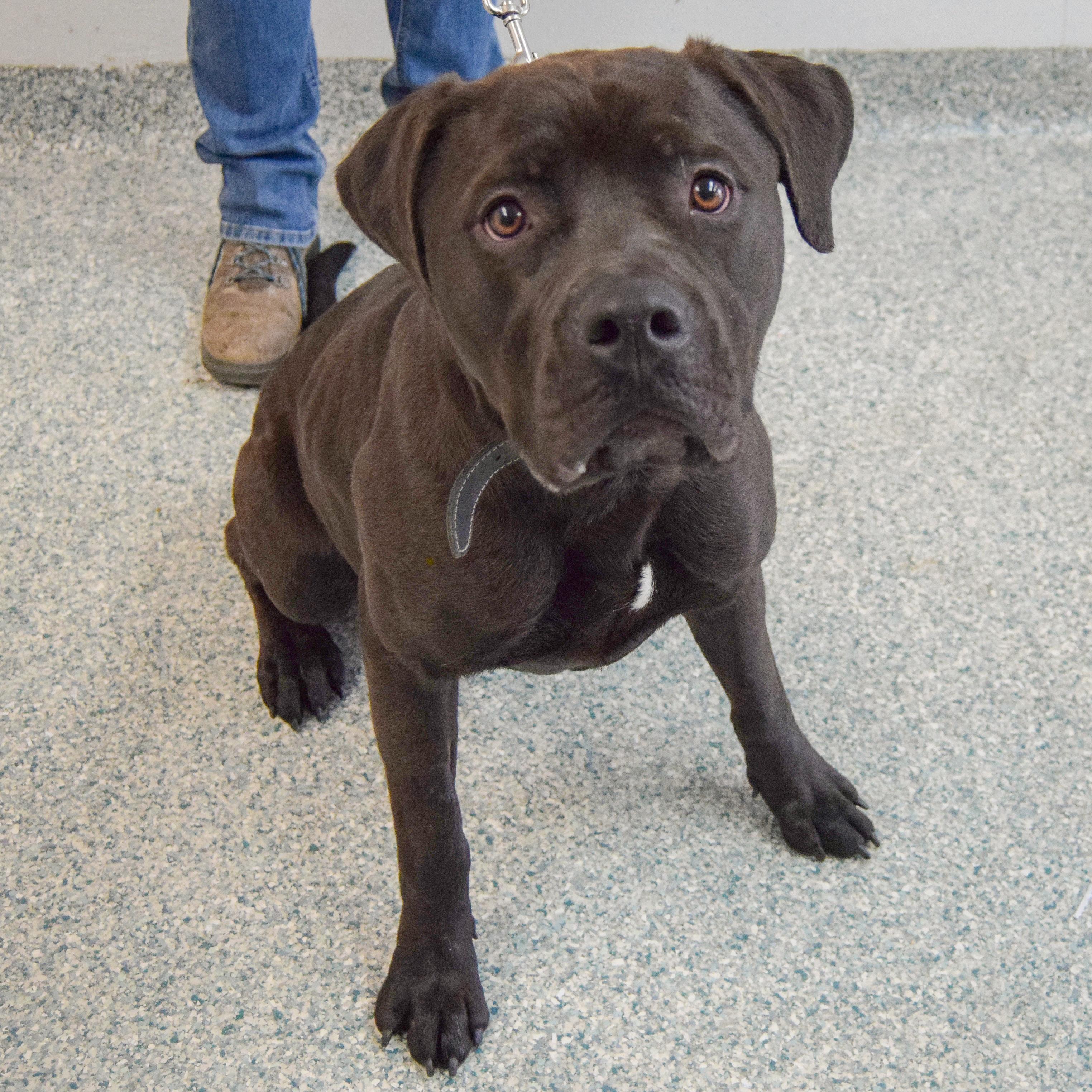 Enlarge Zola, an adopted mixed breed in Huntley, IL image 2/5