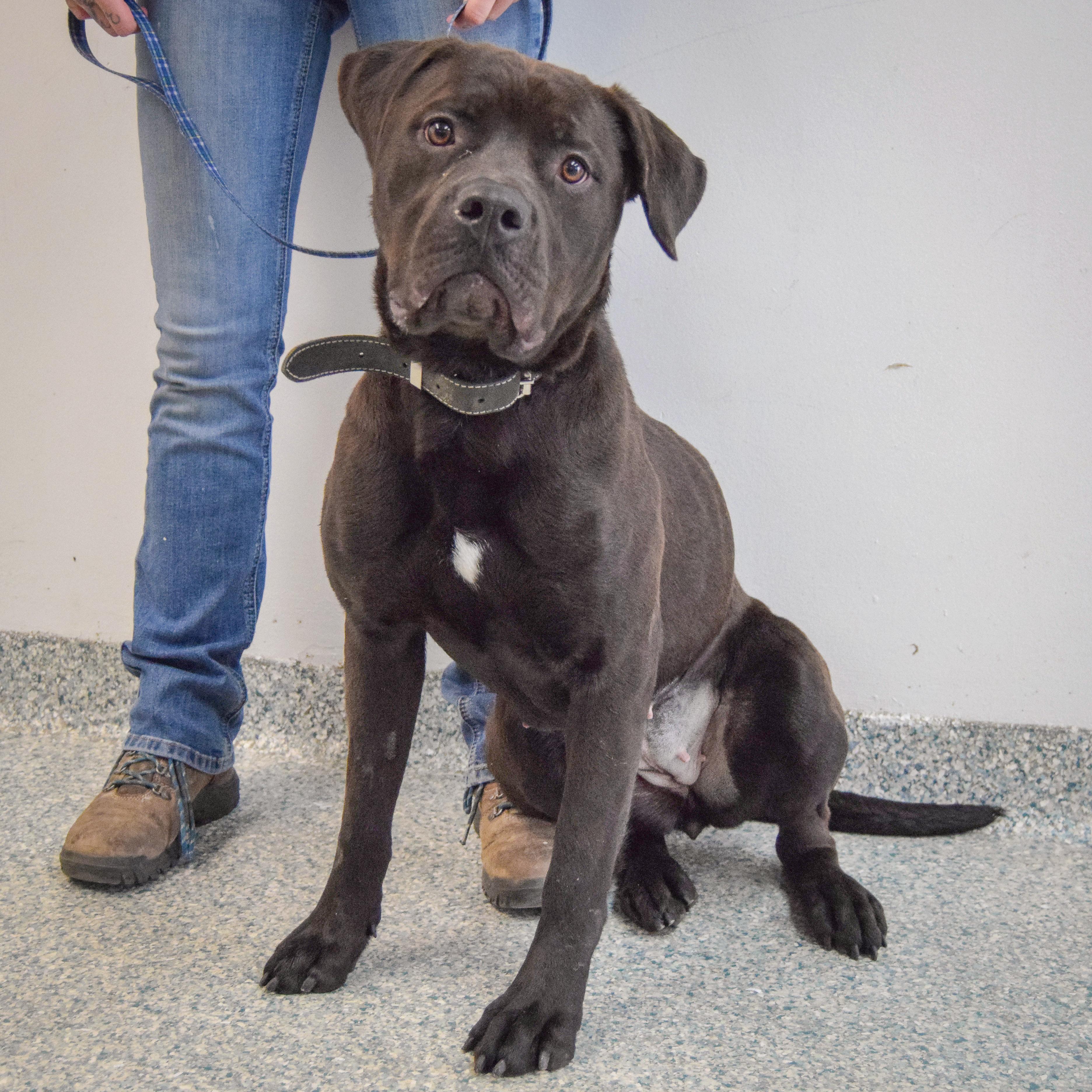 Enlarge Zola, an adopted mixed breed in Huntley, IL image 3/5