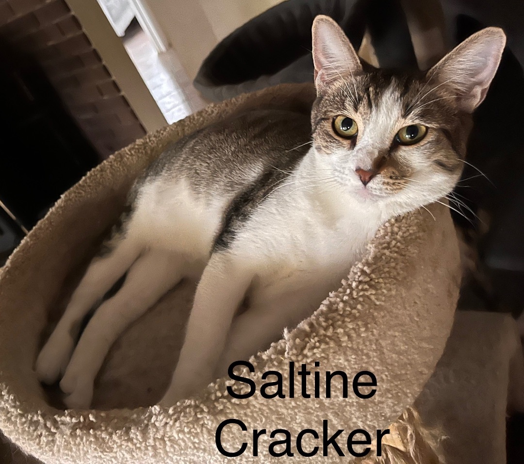 Saltine Cracker, Adoptable, Adult Female Domestic Short Hair & American Shorthair.