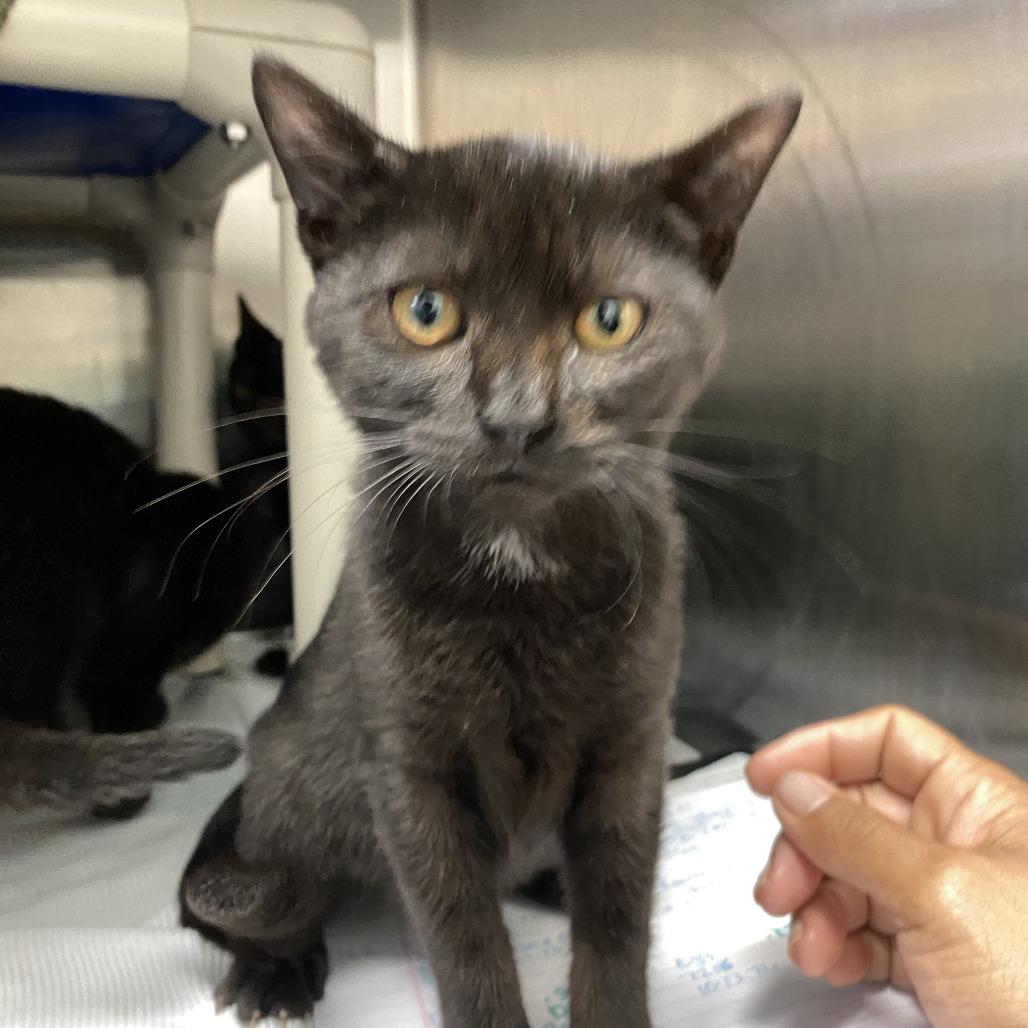 Ink, Adoptable, Kitten Female Domestic Short Hair.