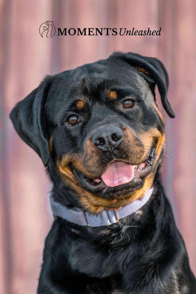 Enlarge Polo, a Adoptable Rottweiler in Myakka City, FL image 3/5