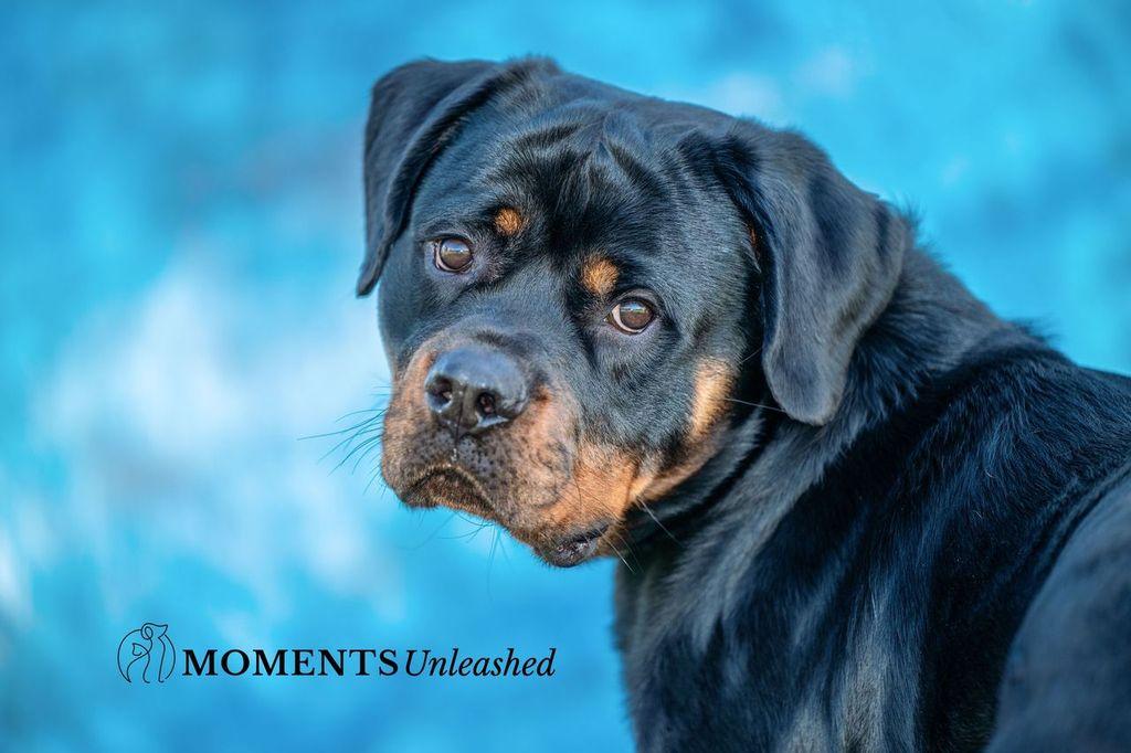 Enlarge Polo, a Adoptable Rottweiler in Myakka City, FL image 4/5
