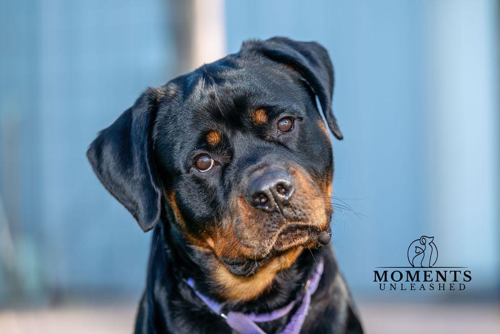 Enlarge Polo, a Adoptable Rottweiler in Myakka City, FL image 2/5