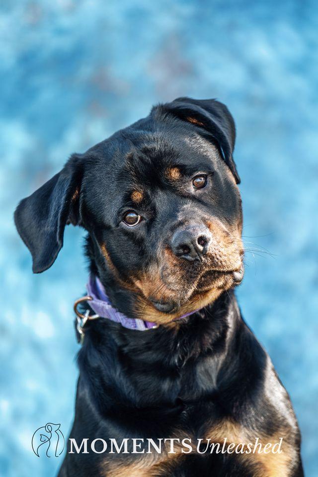 Enlarge Polo, a Adoptable Rottweiler in Myakka City, FL image 1/5