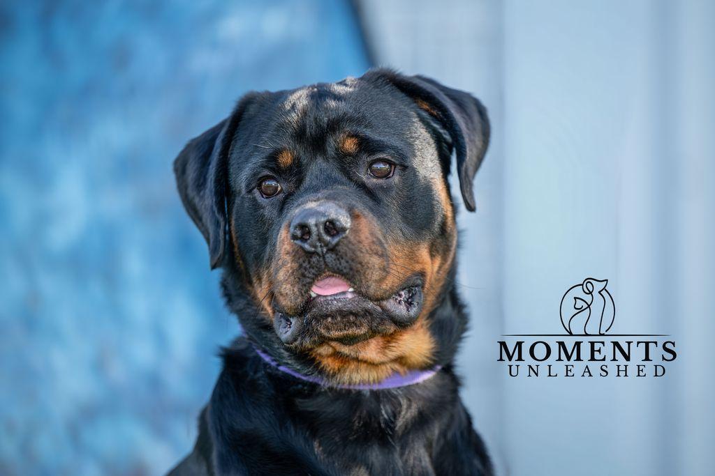 Enlarge Polo, a Adoptable Rottweiler in Myakka City, FL image 5/5