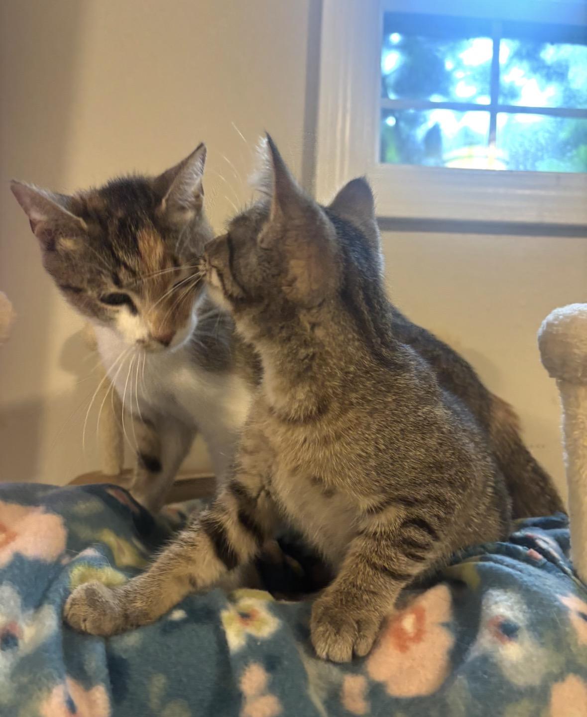 Enlarge Ziti, a ADOPTABLE Domestic Short Hair in Woodlawn, TN image 2/2