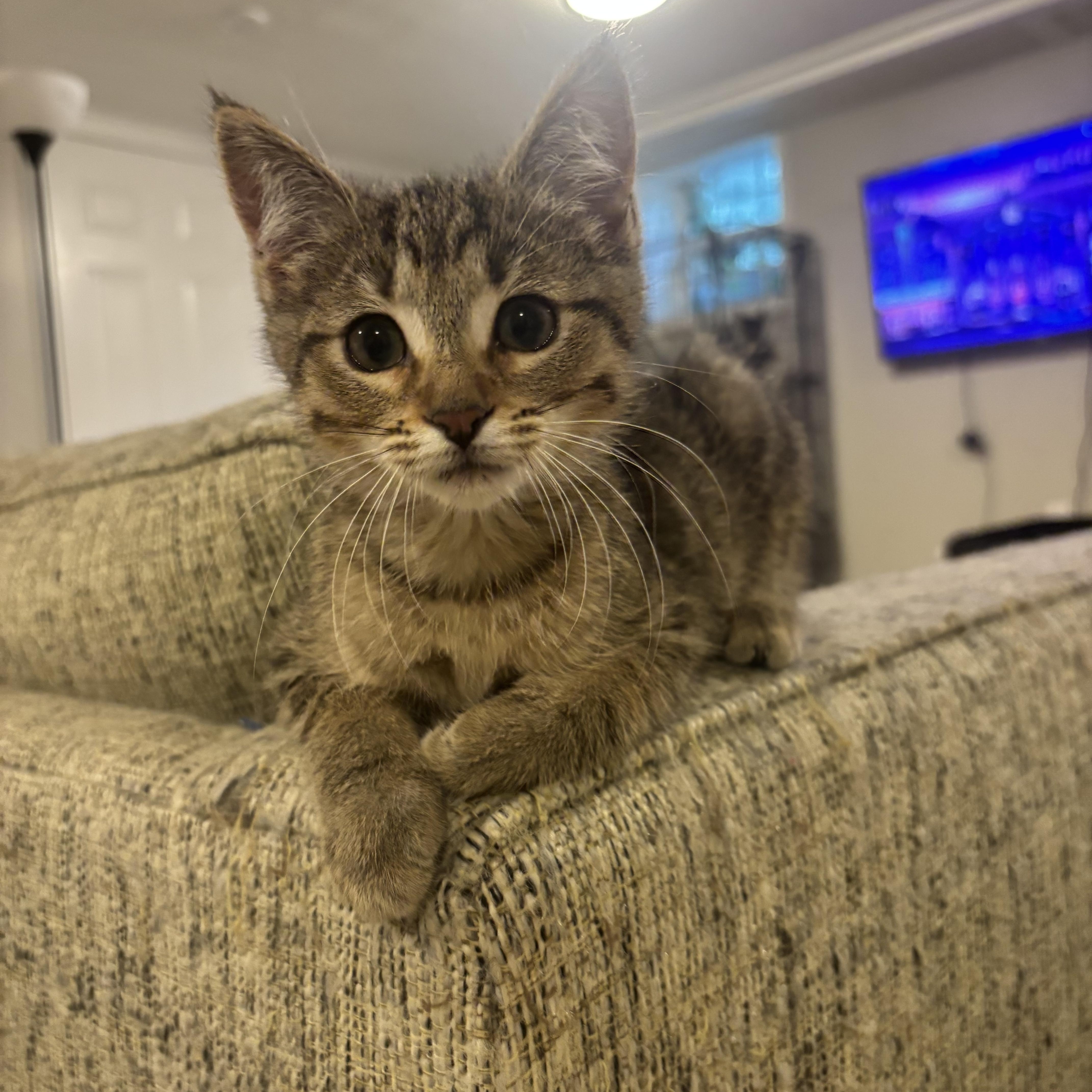 Enlarge Ziti, a ADOPTABLE Domestic Short Hair in Woodlawn, TN image 1/2