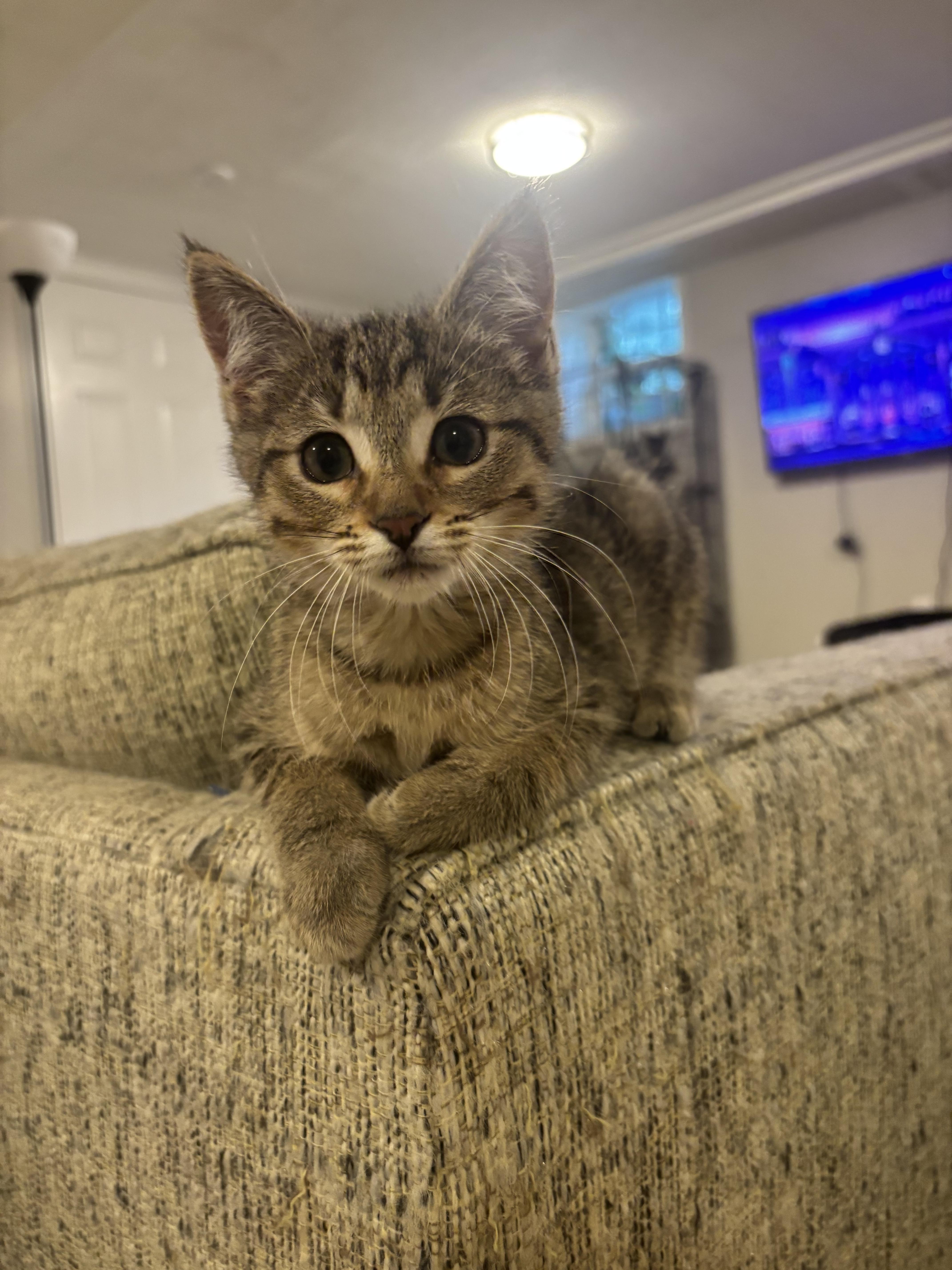 Enlarge Ziti, a ADOPTABLE Domestic Short Hair in Woodlawn, TN image 1/1
