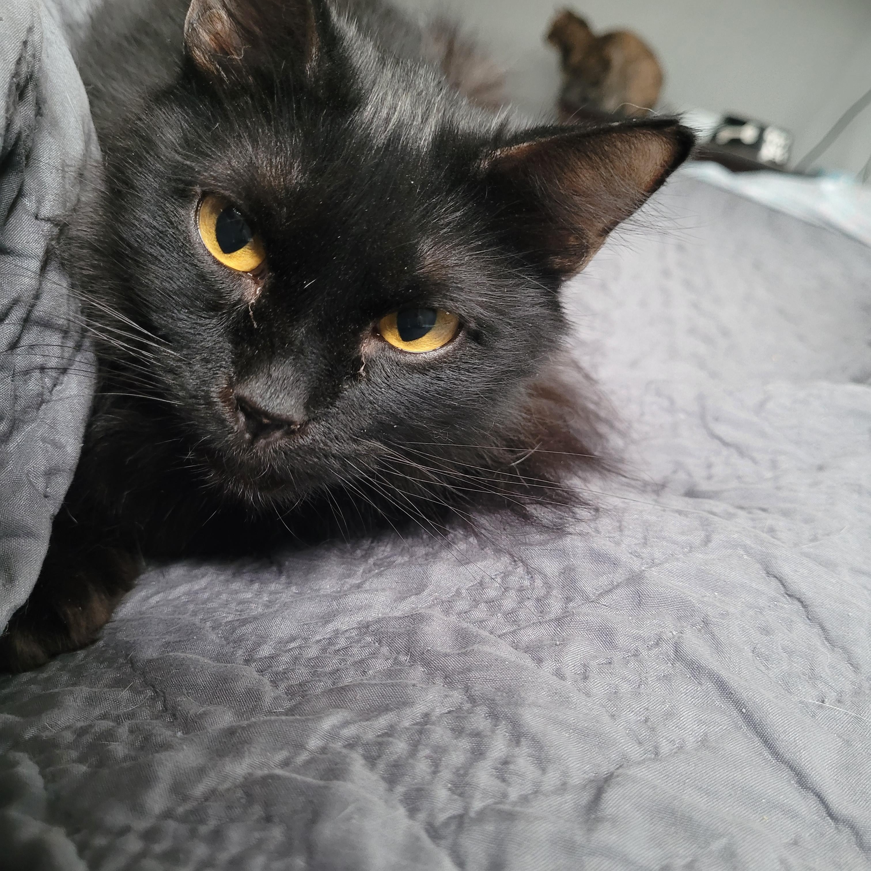 Soos, Adoptable, Adult Male Domestic Long Hair.