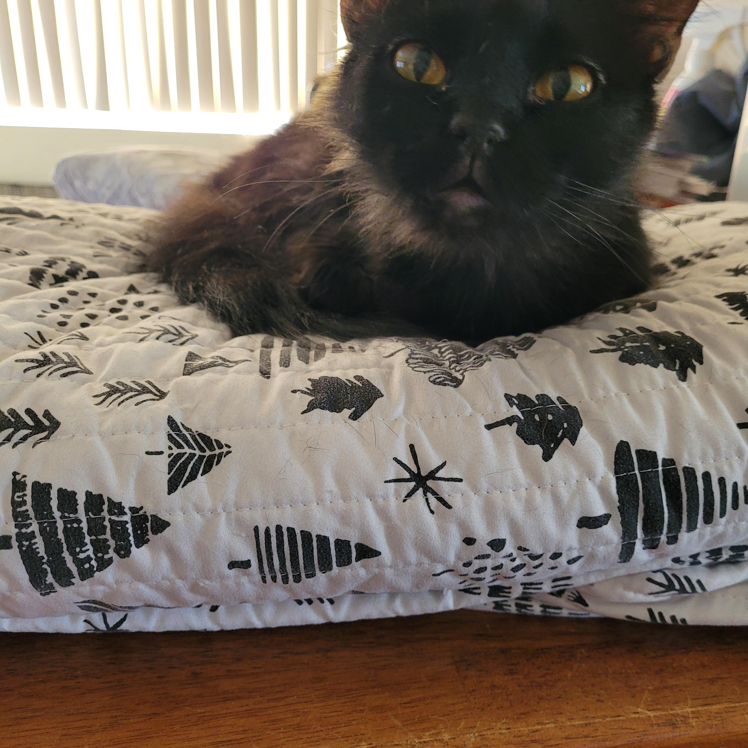 Enlarge Soos, a Adoptable Domestic Long Hair in Tampa, FL image 2/2