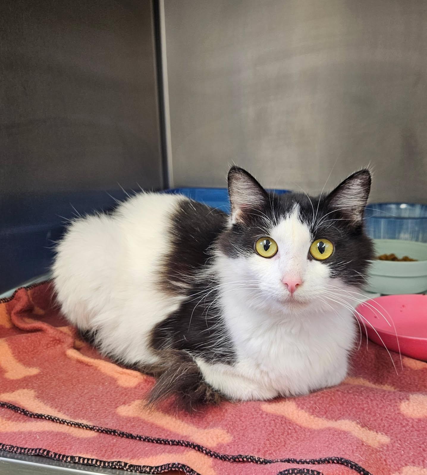 Enlarge Sky, an adopted Domestic Long Hair in Mansfield, OH image 1/1