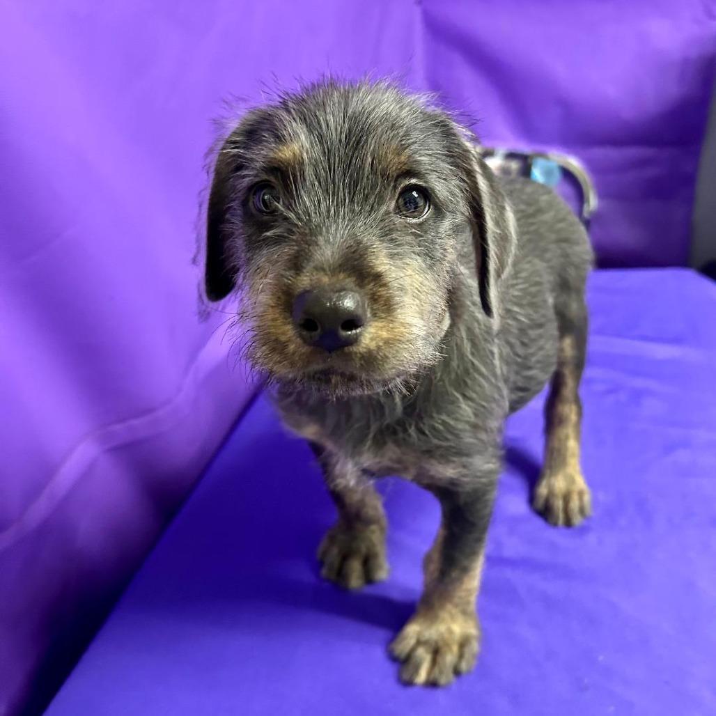 Enlarge Damson, a Adoptable mixed breed in North Myrtle Beach, SC image 1/3