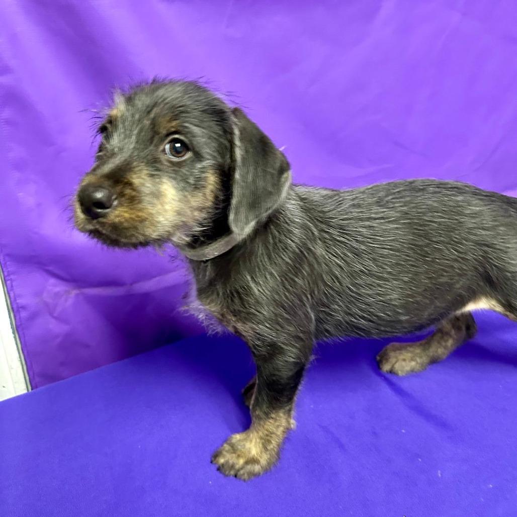 Enlarge Damson, a Adoptable mixed breed in North Myrtle Beach, SC image 2/3
