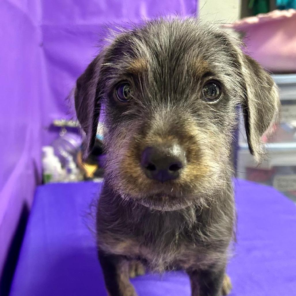 Enlarge Damson, a Adoptable mixed breed in North Myrtle Beach, SC image 3/3