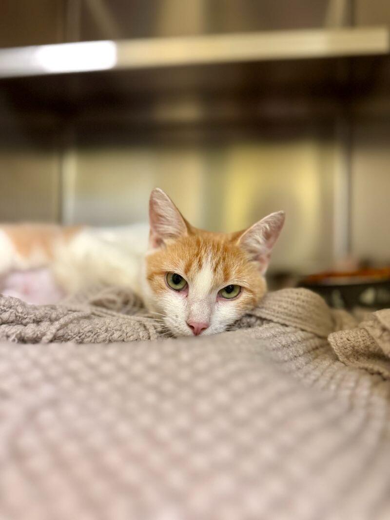 Sunshine thumbnail 3