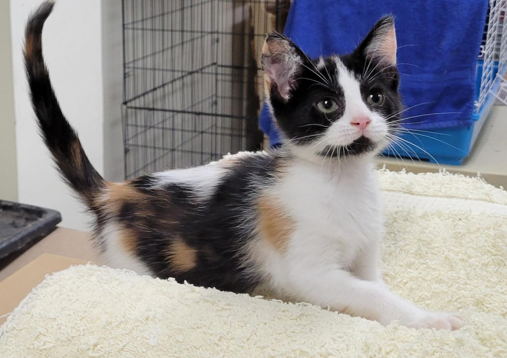 Sabrina, ADOPTABLE, Kitten Female Domestic Short Hair.