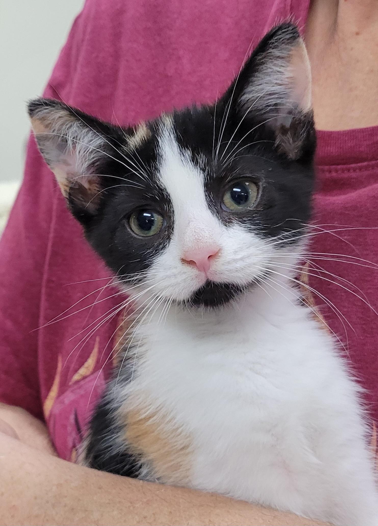Enlarge Sabrina, a ADOPTABLE Domestic Short Hair in Knoxville, TN image 2/3