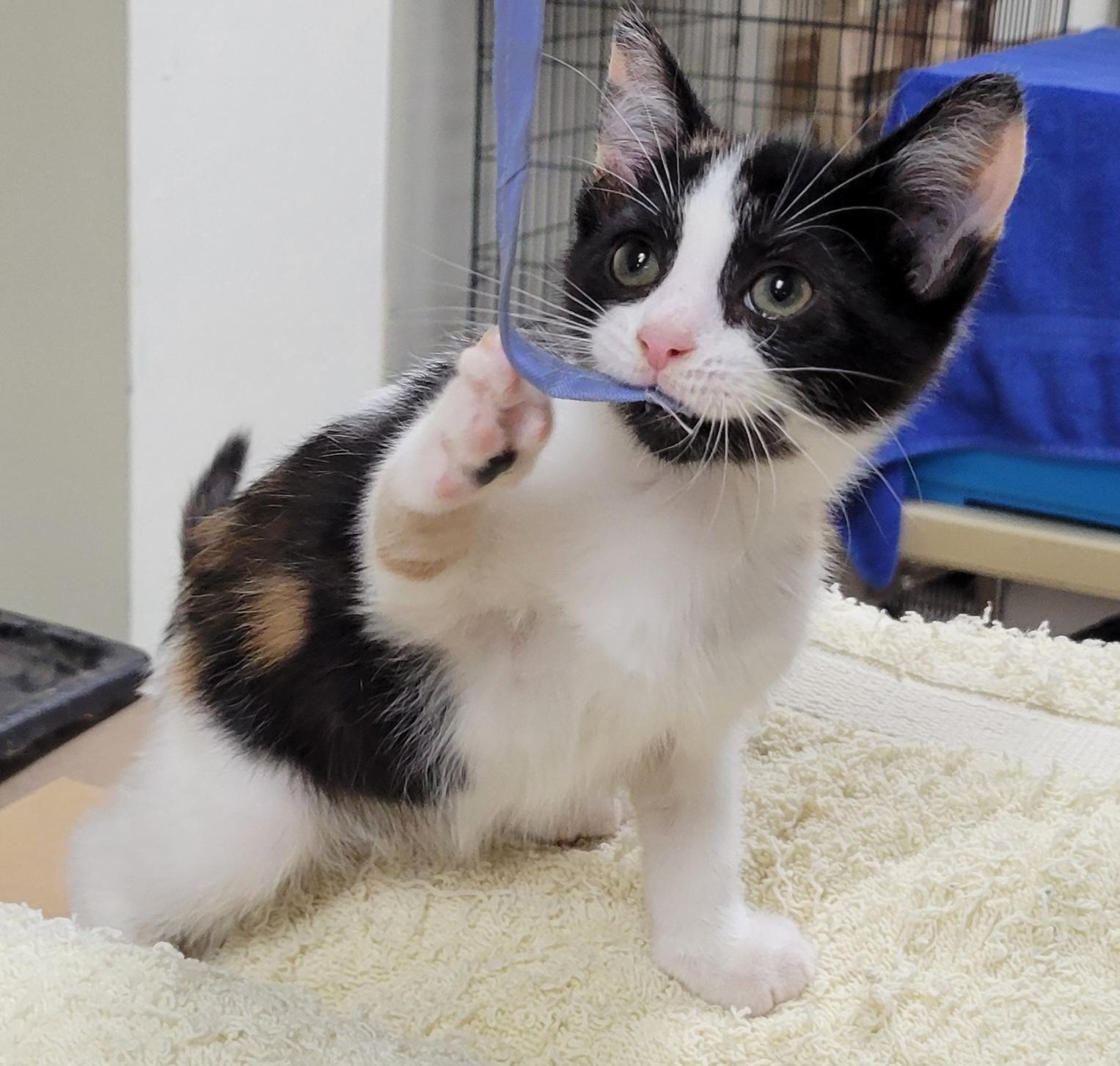 Enlarge Sabrina, a ADOPTABLE Domestic Short Hair in Knoxville, TN image 3/3