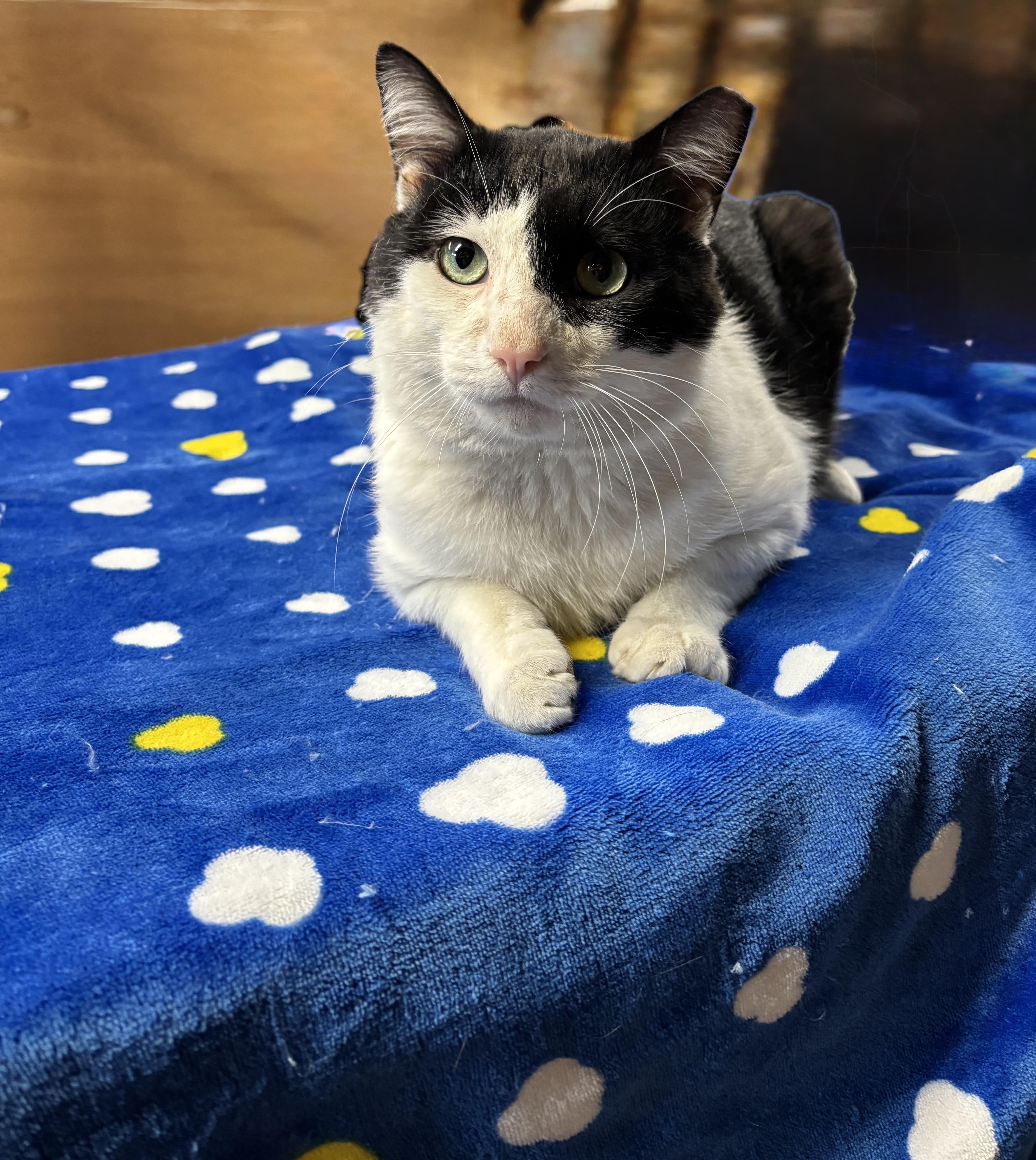 ODIE, ADOPTABLE, Young Male Tuxedo.