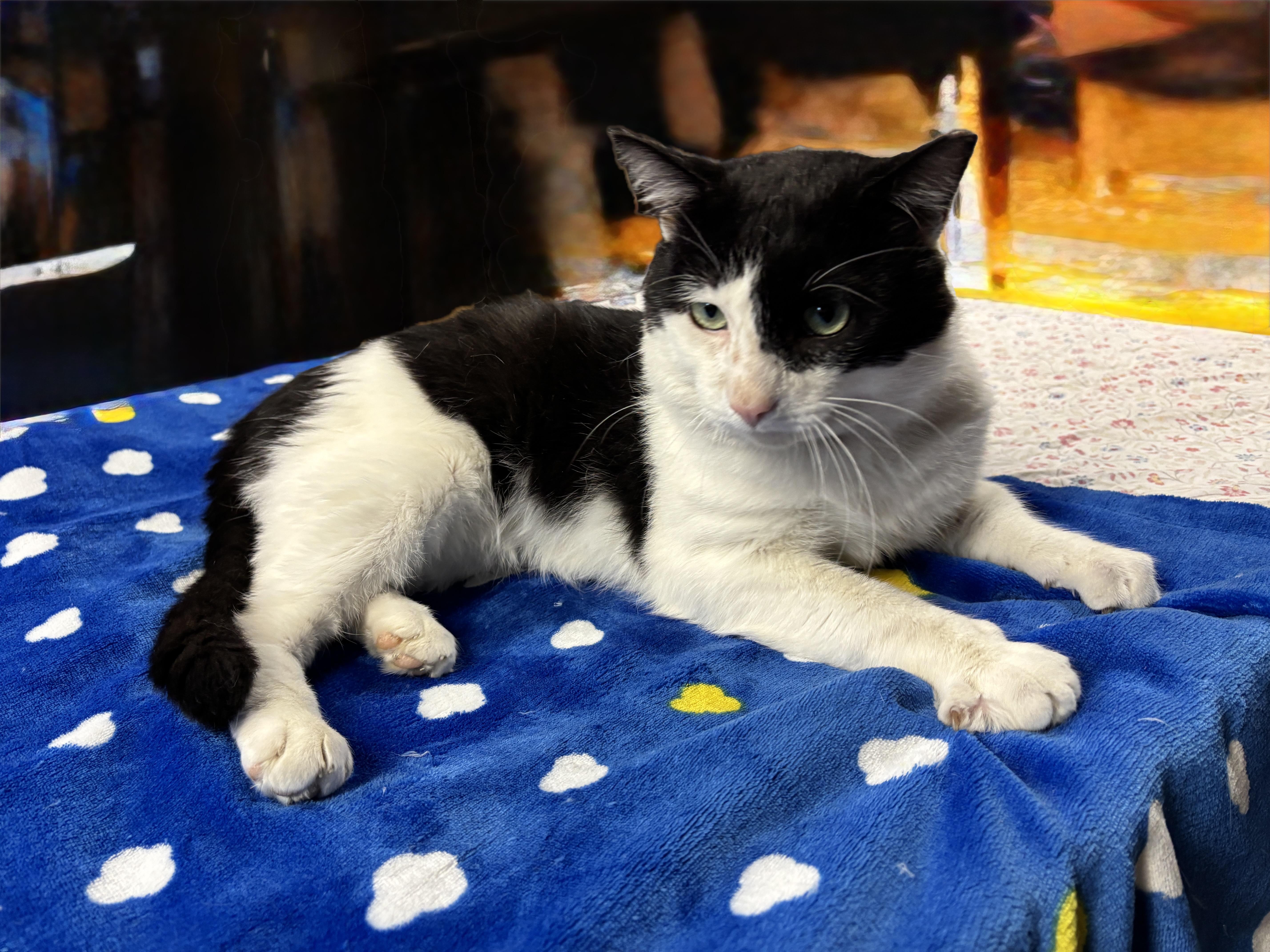 Enlarge ODIE, a ADOPTABLE Tuxedo in Shakespeare, ON image 5/6