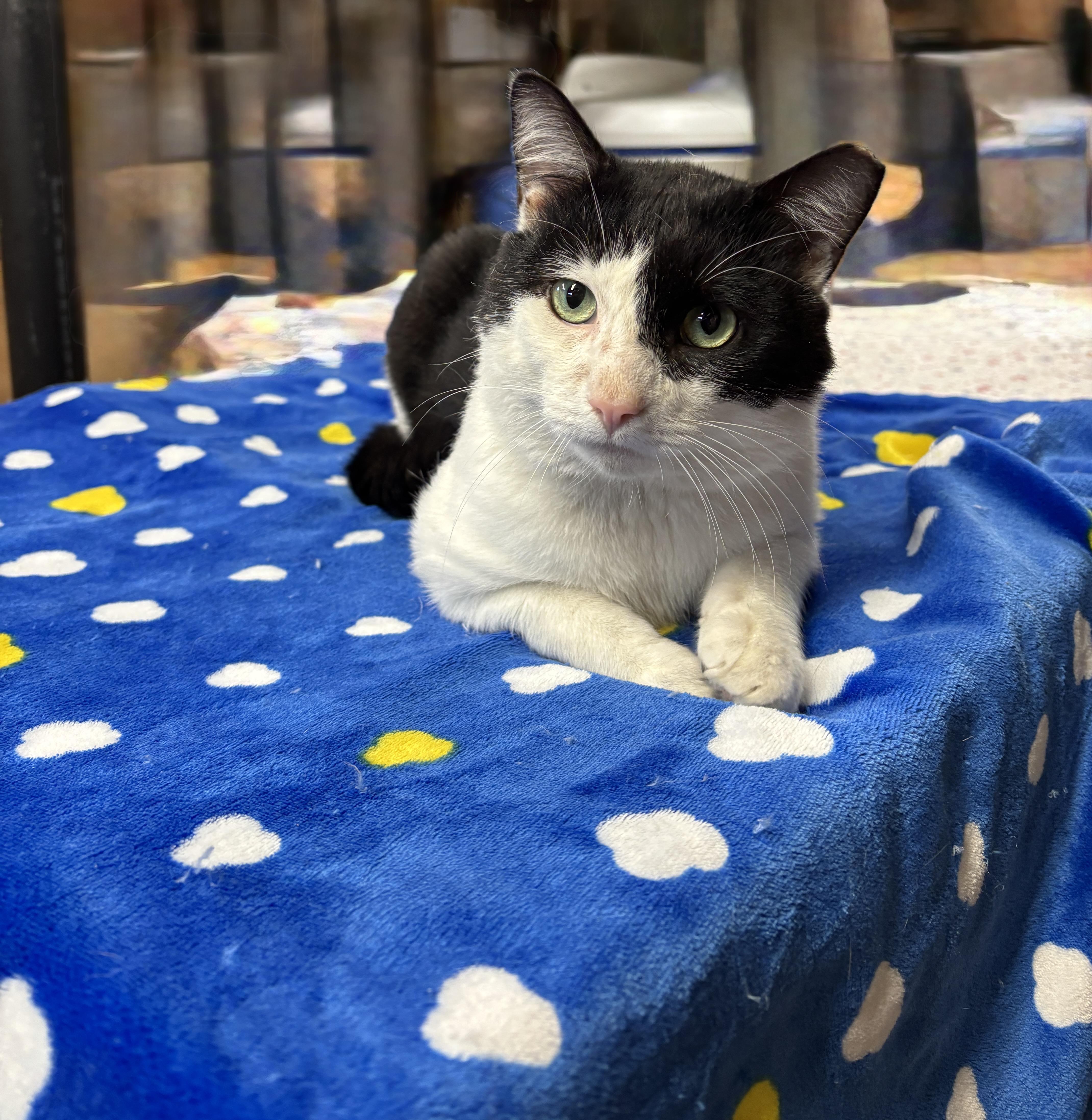 Enlarge ODIE, a ADOPTABLE Tuxedo in Shakespeare, ON image 3/6