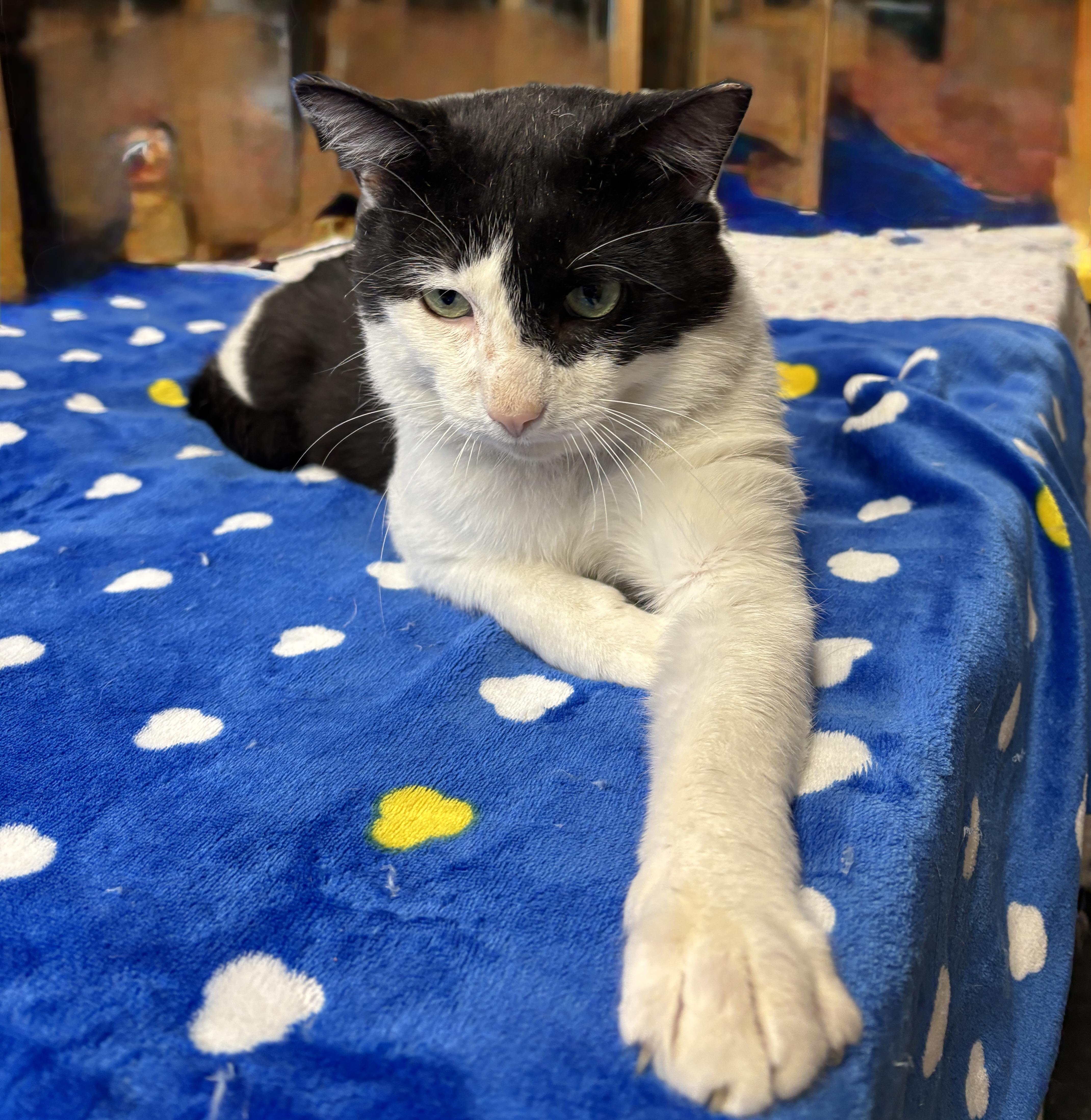 Enlarge ODIE, a ADOPTABLE Tuxedo in Shakespeare, ON image 2/6