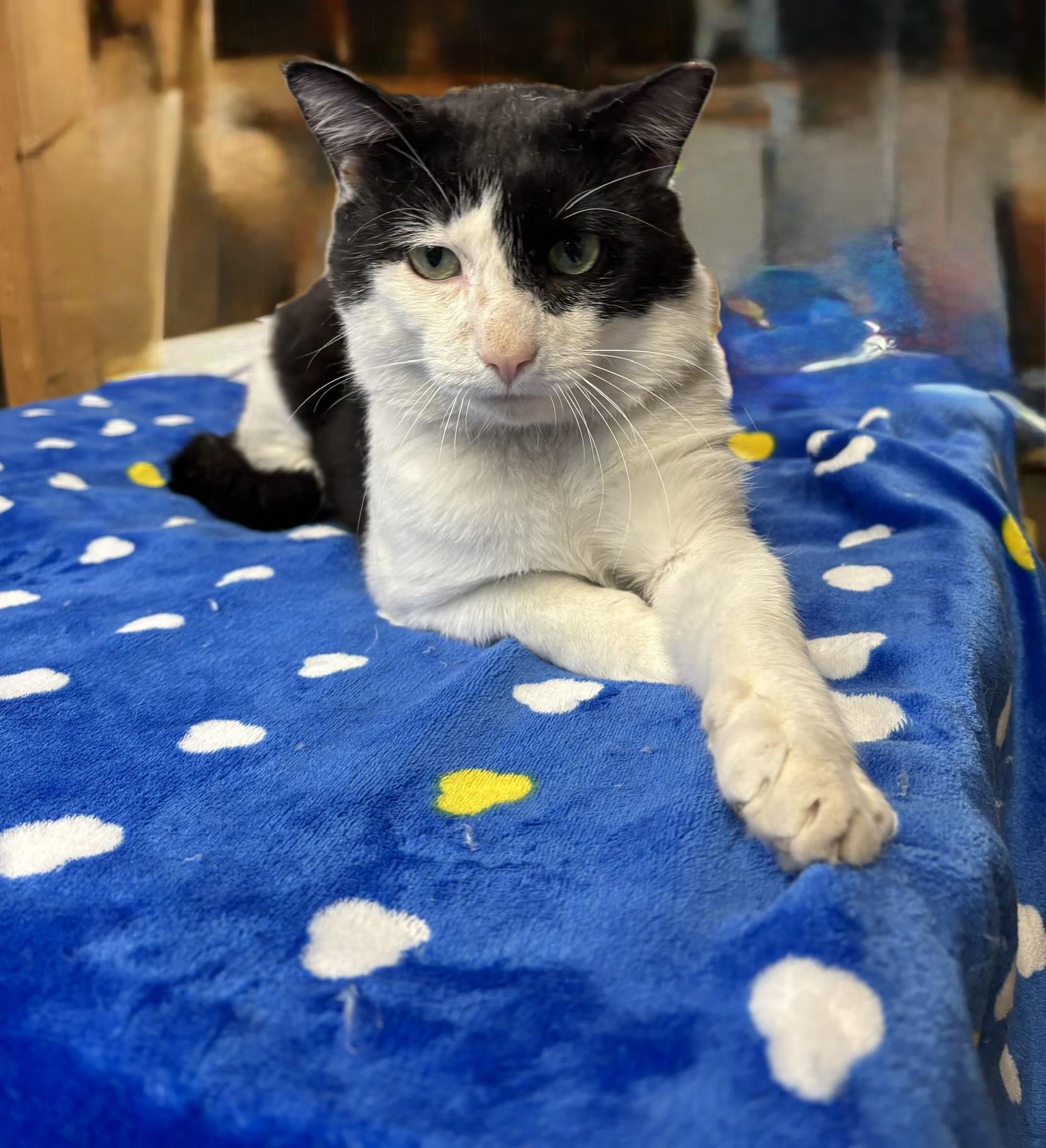 Enlarge ODIE, a ADOPTABLE Tuxedo in Shakespeare, ON image 4/6
