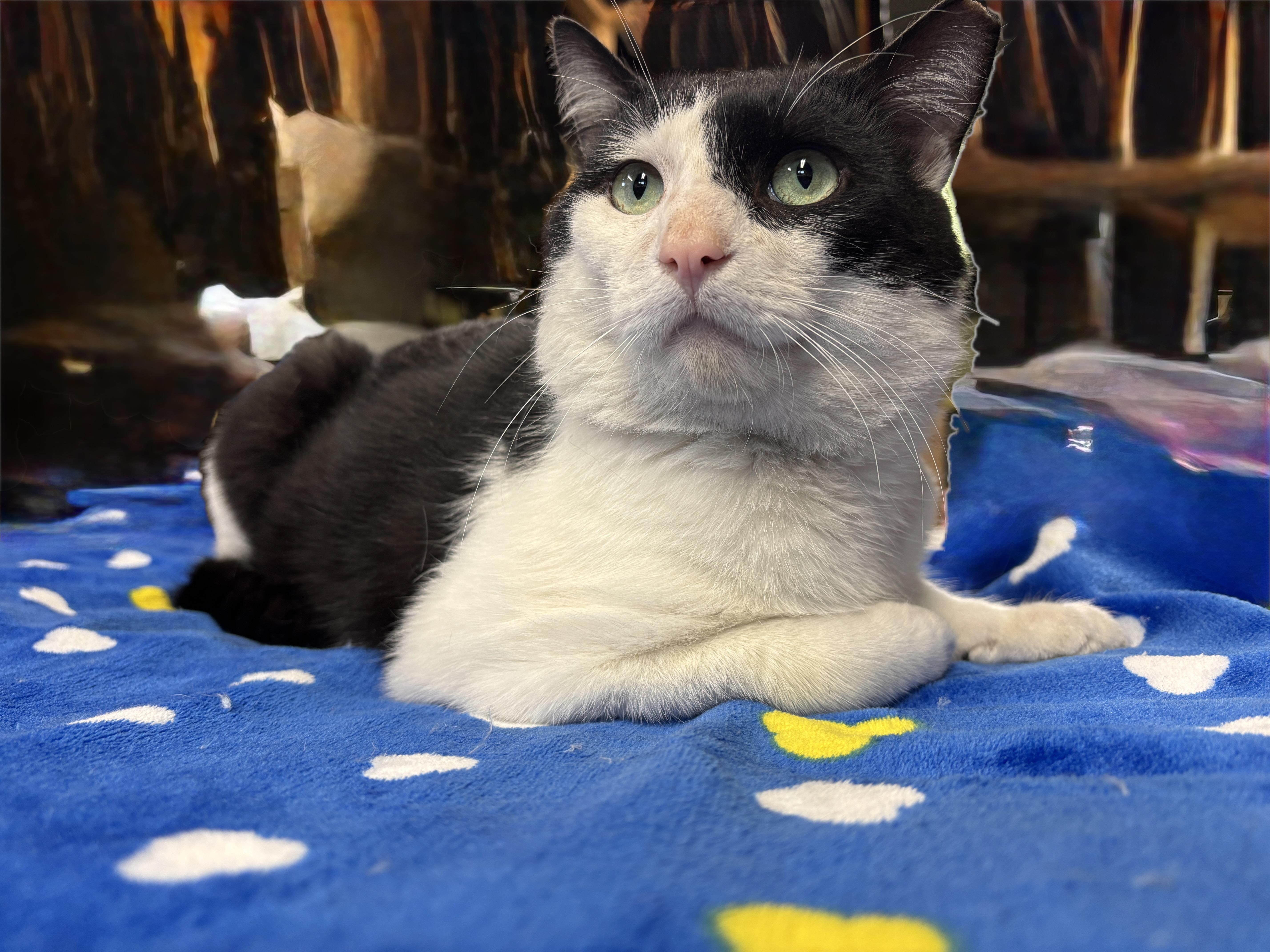 Enlarge ODIE, a ADOPTABLE Tuxedo in Shakespeare, ON image 6/6