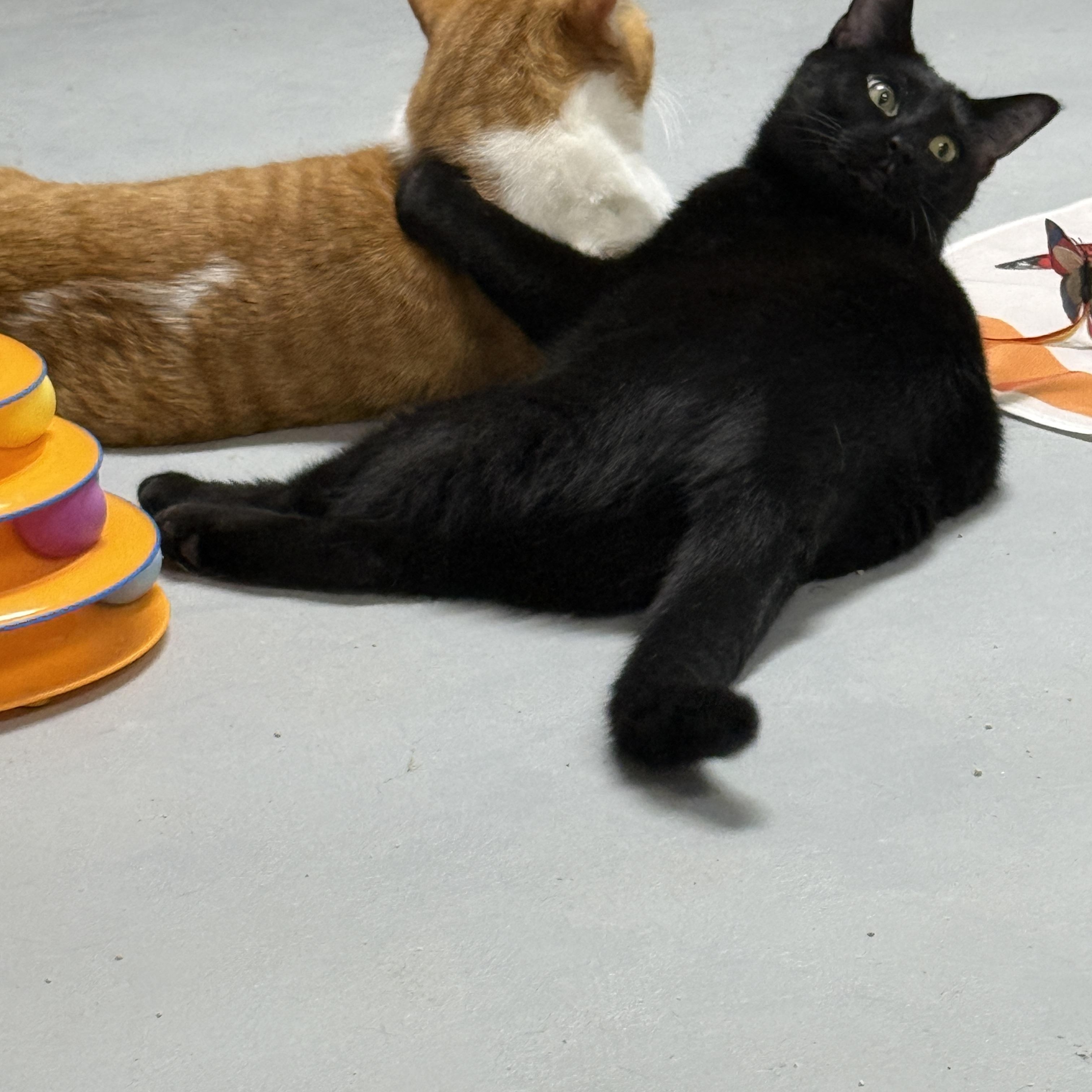 Enlarge Willow & Charles, a Adoptable Domestic Short Hair in Hibbing, MN image 4/6