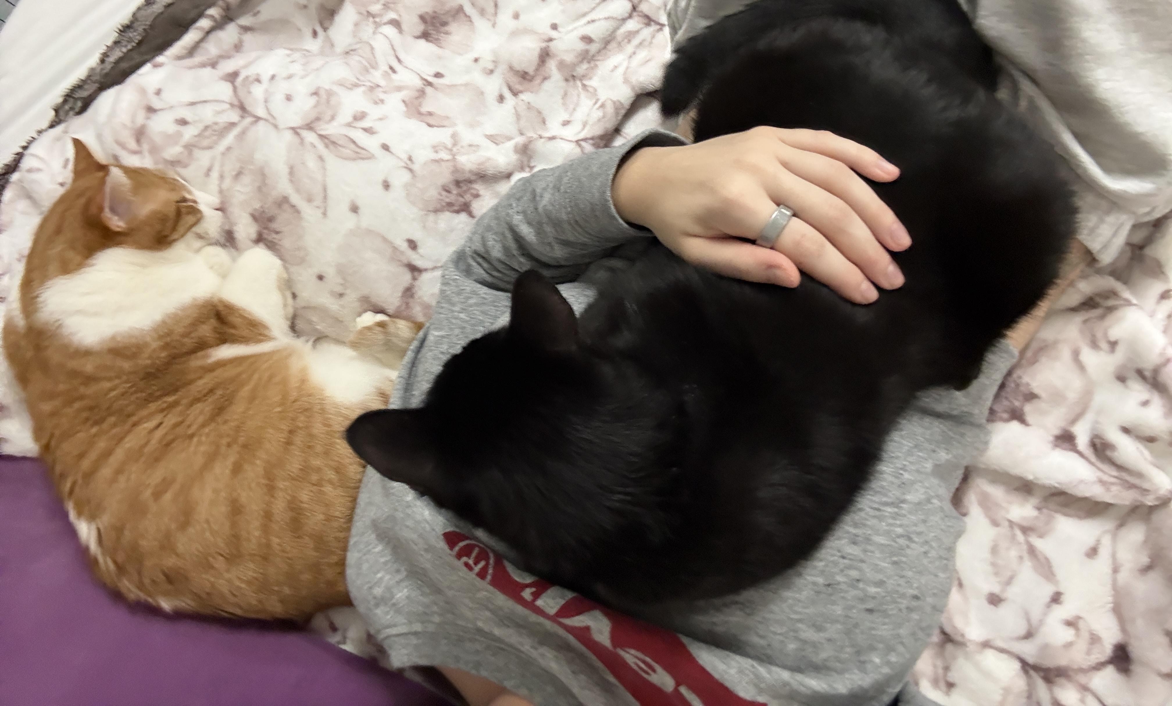 Enlarge Willow & Charles, a Adoptable Domestic Short Hair in Hibbing, MN image 6/6