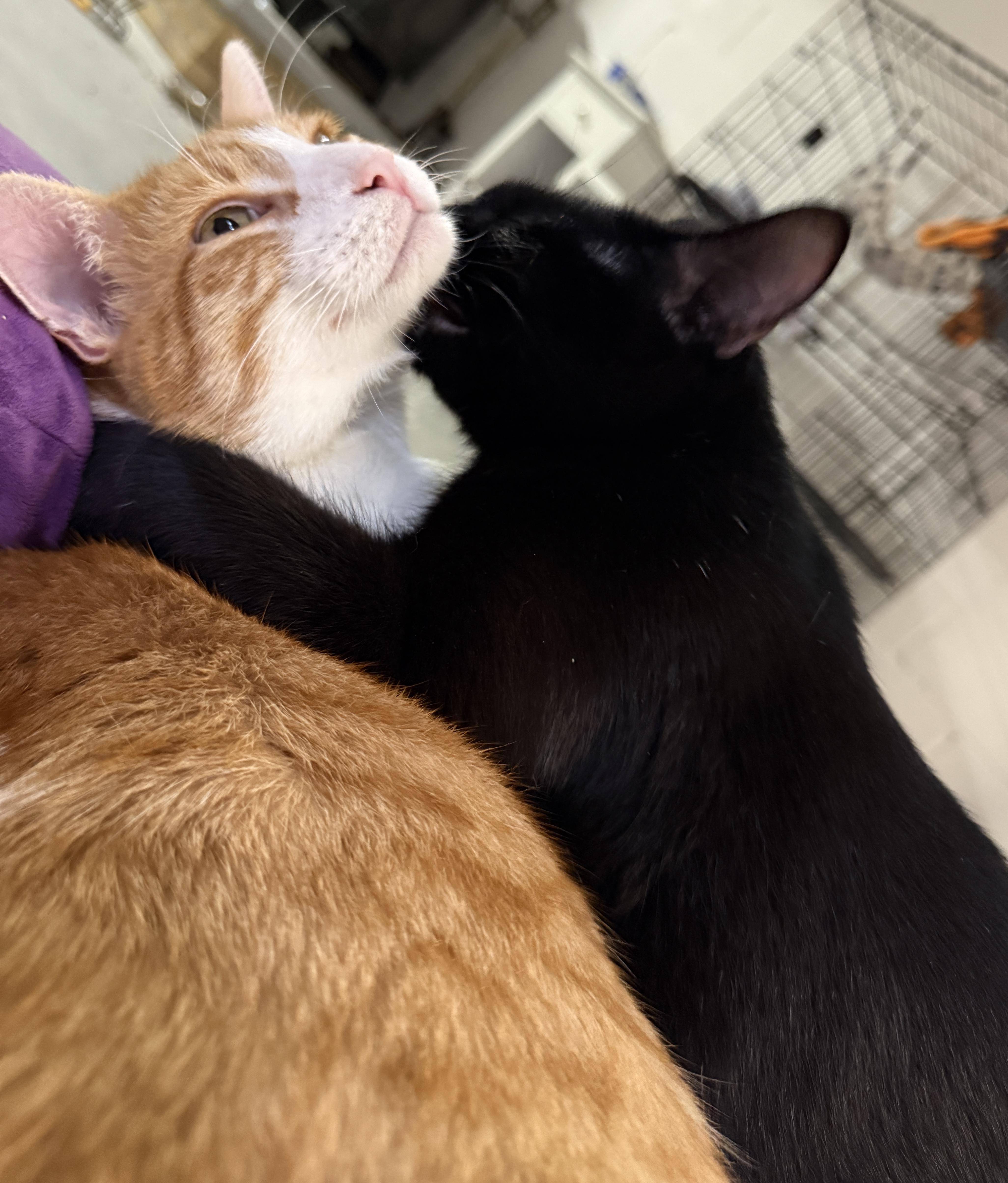 Willow & Charles, Adoptable, Adult Male Domestic Short Hair.