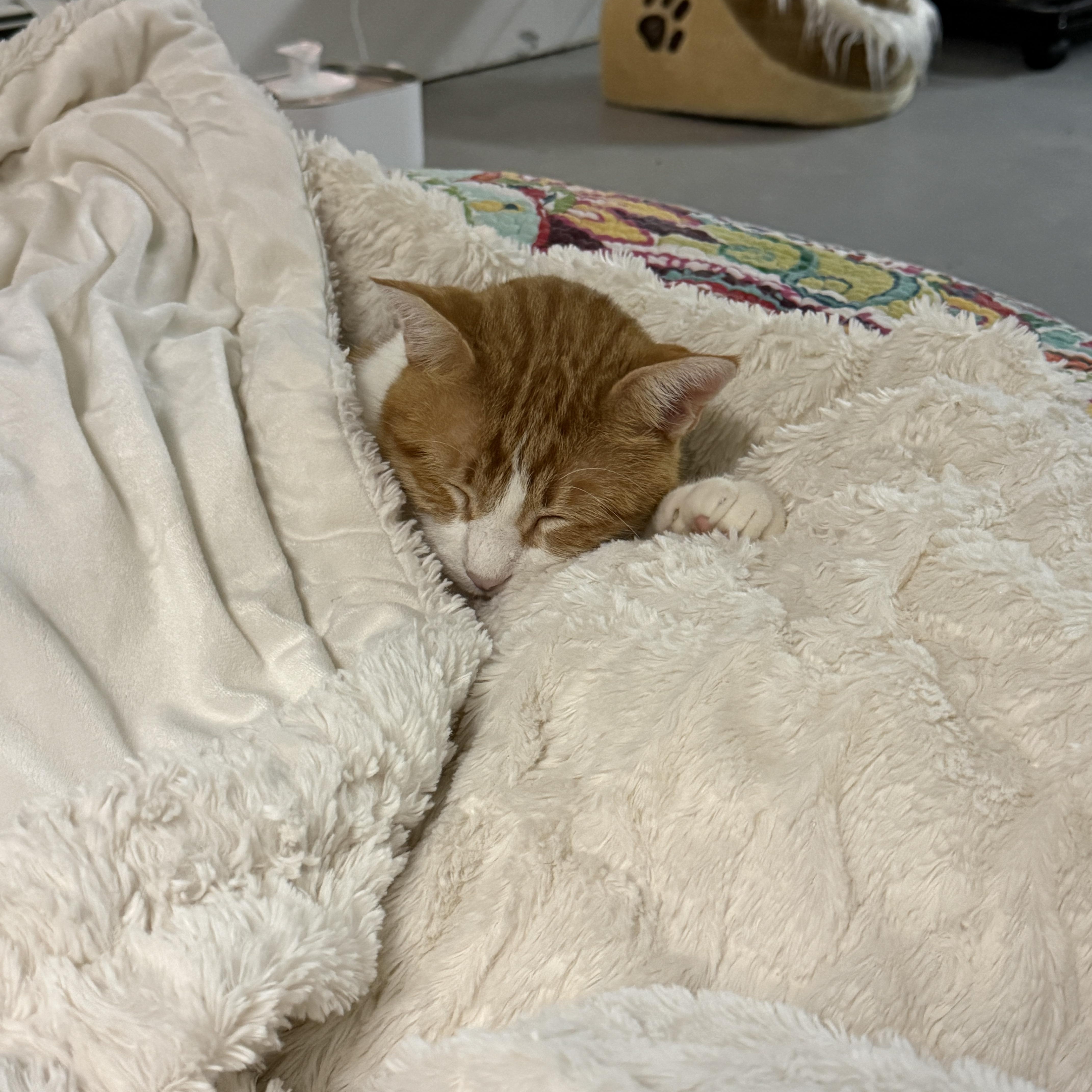 Enlarge Willow & Charles, a Adoptable Domestic Short Hair in Hibbing, MN image 3/6