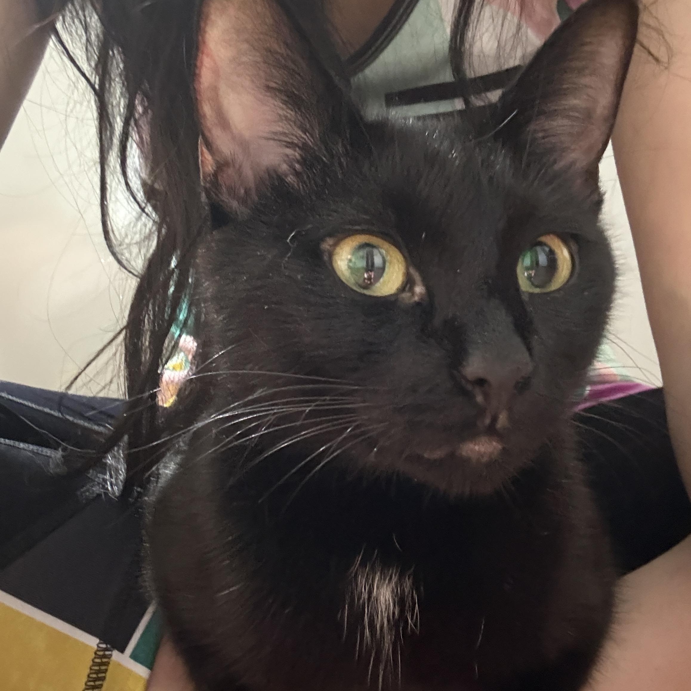 Enlarge Willow & Charles, a Adoptable Domestic Short Hair in Hibbing, MN image 2/6