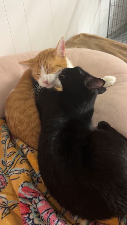 Enlarge Willow & Charles, a Adoptable Domestic Short Hair in Hibbing, MN video 5/6