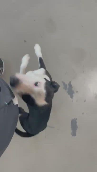 Enlarge Columbia, a Adopted mixed breed in Ardara, PA video 6/11