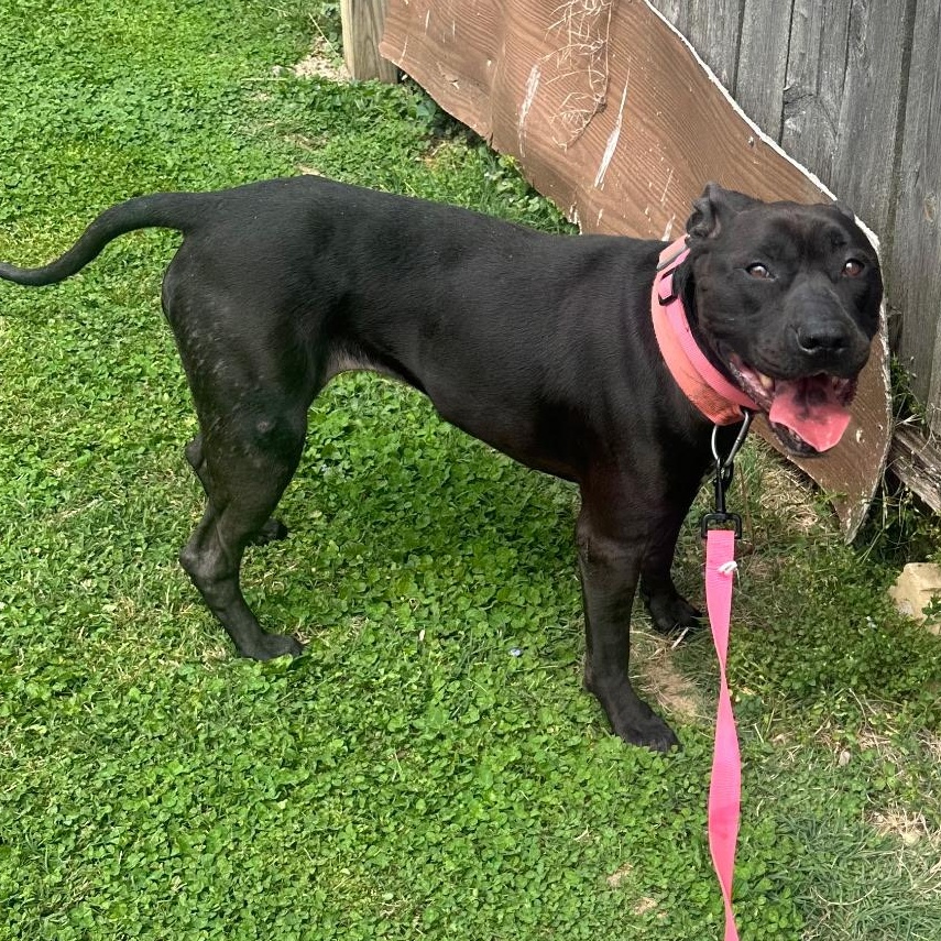 Enlarge Queen, a Adoptable mixed breed in Knoxville, TN image 4/4